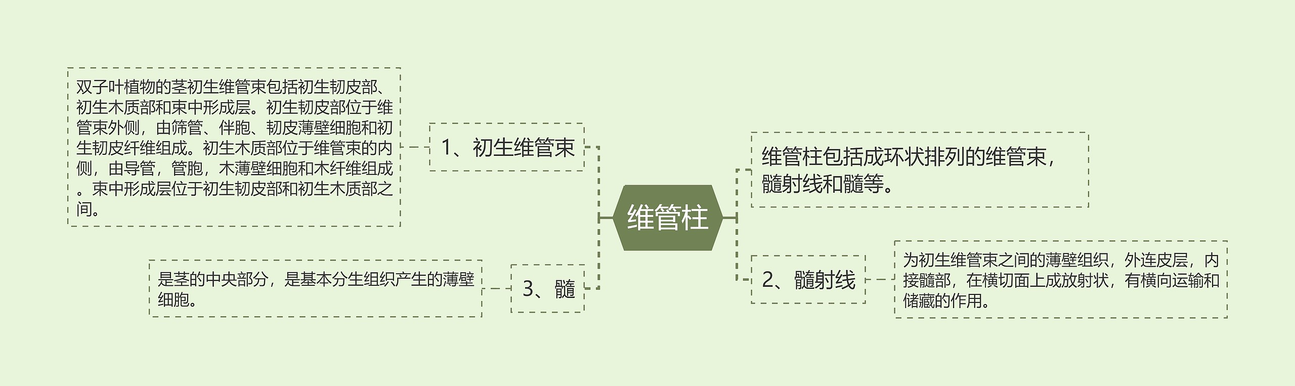 维管柱思维导图