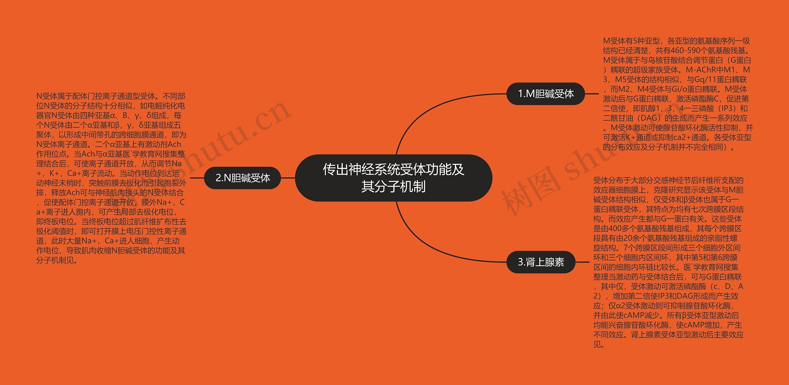 传出神经系统受体功能及其分子机制思维导图