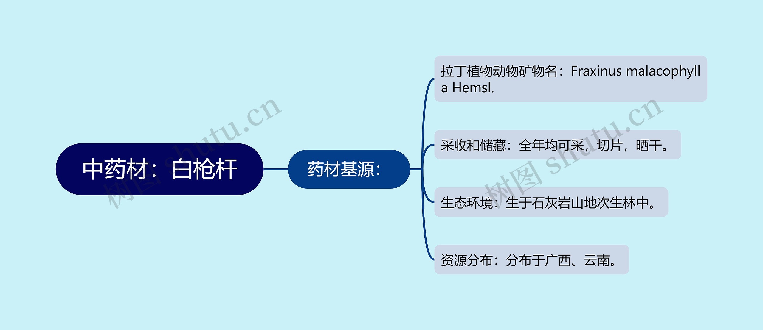 中药材：白枪杆思维导图