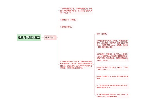 枇杷叶的显微鉴别