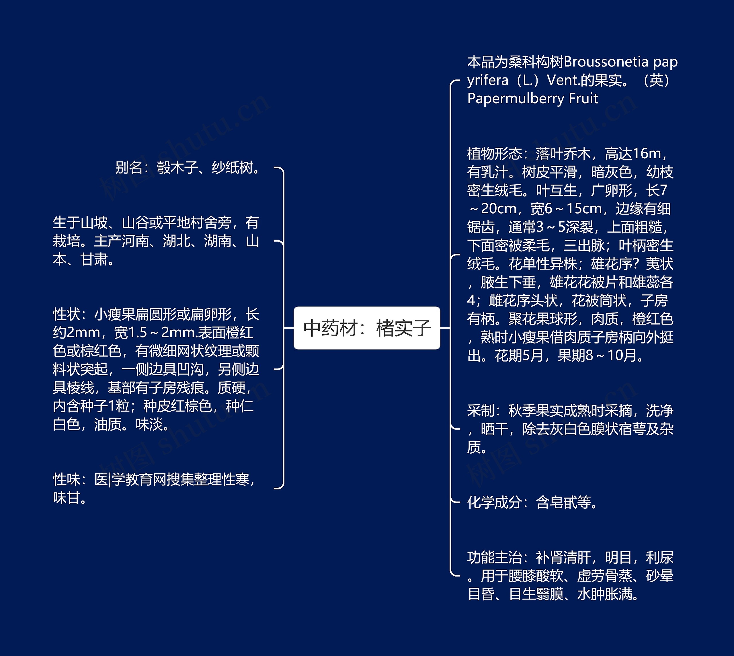 中药材：楮实子思维导图