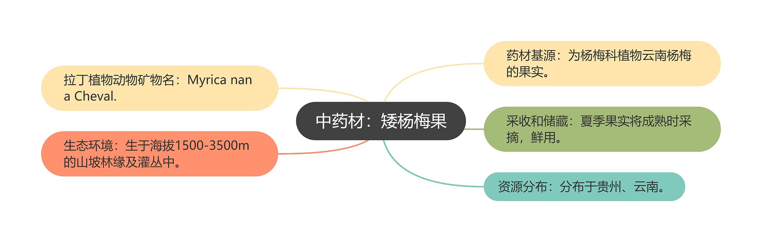 中药材:矮杨梅果 中药材:矮杨梅果