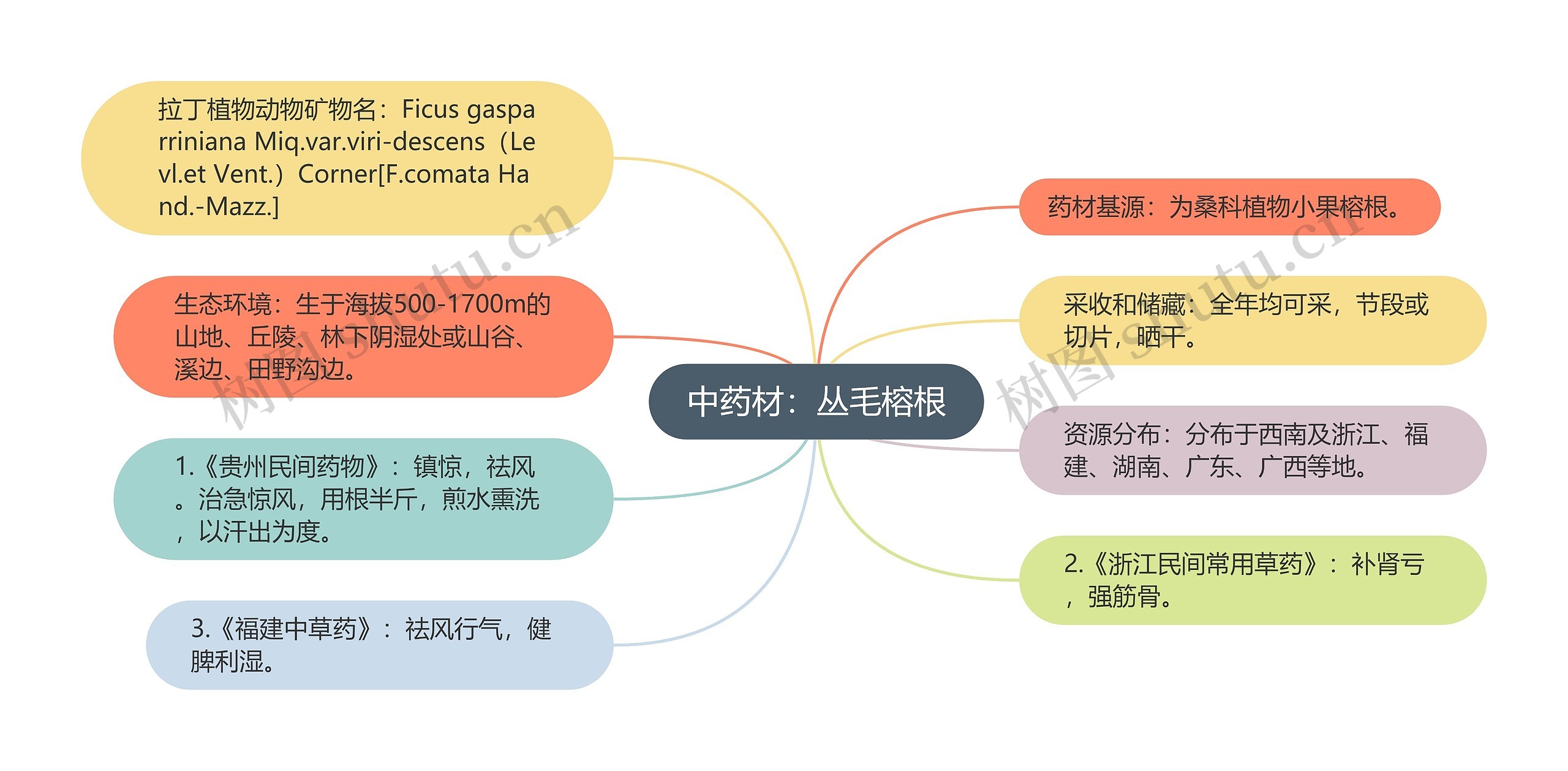 中药材：丛毛榕根思维导图