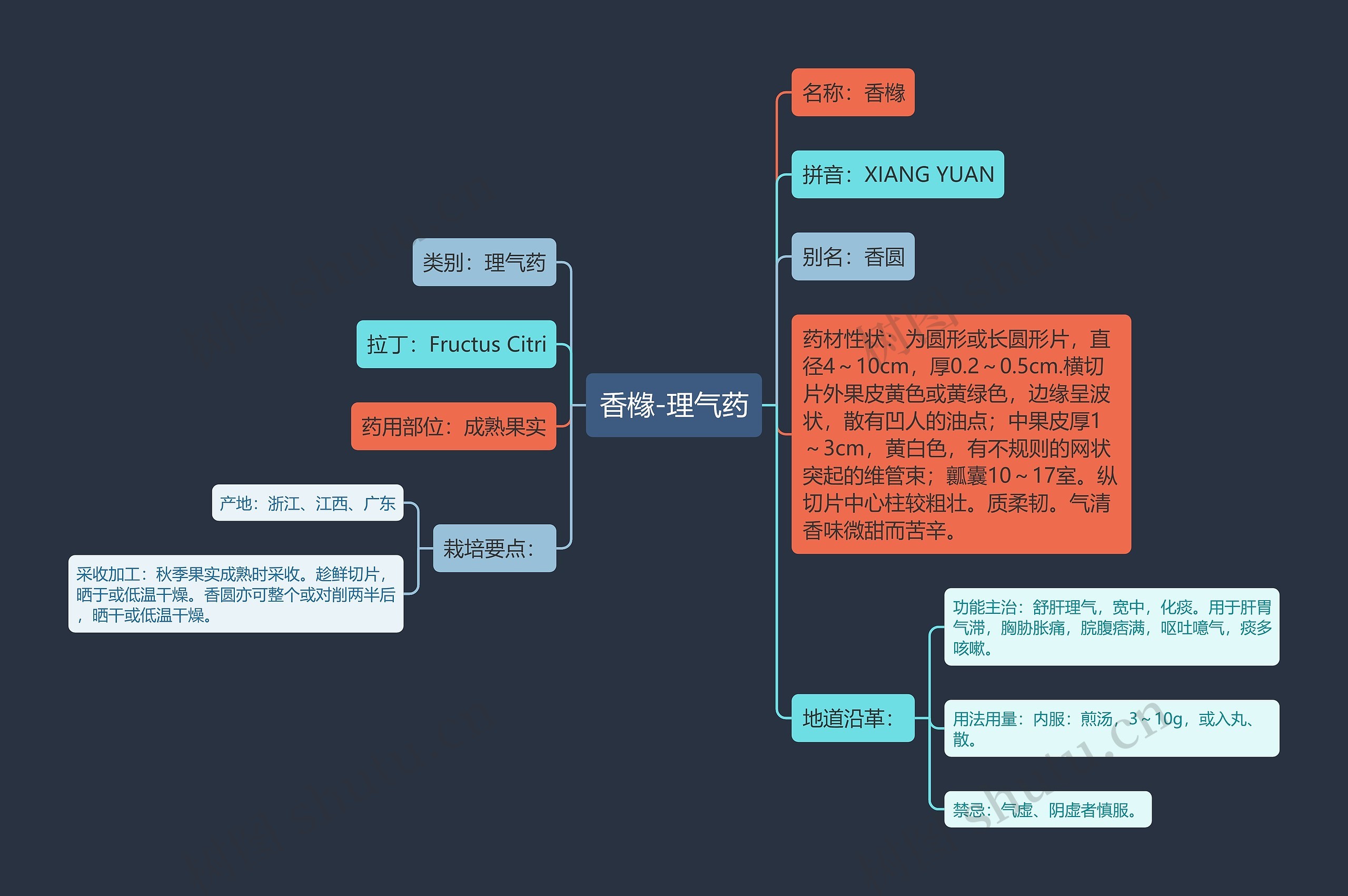 香橼-理气药 香橼-理气药
