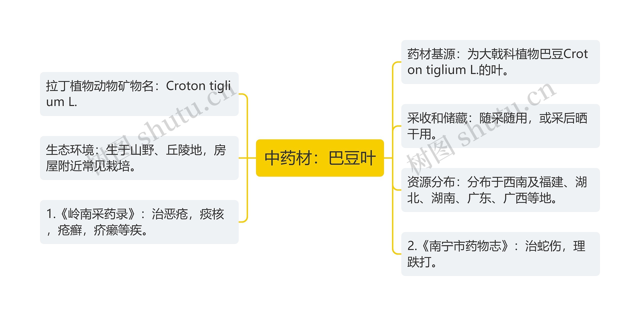 中药材：巴豆叶思维导图