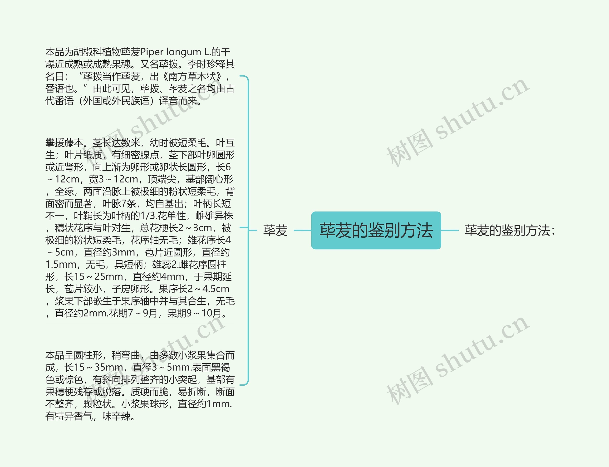 荜茇的鉴别方法