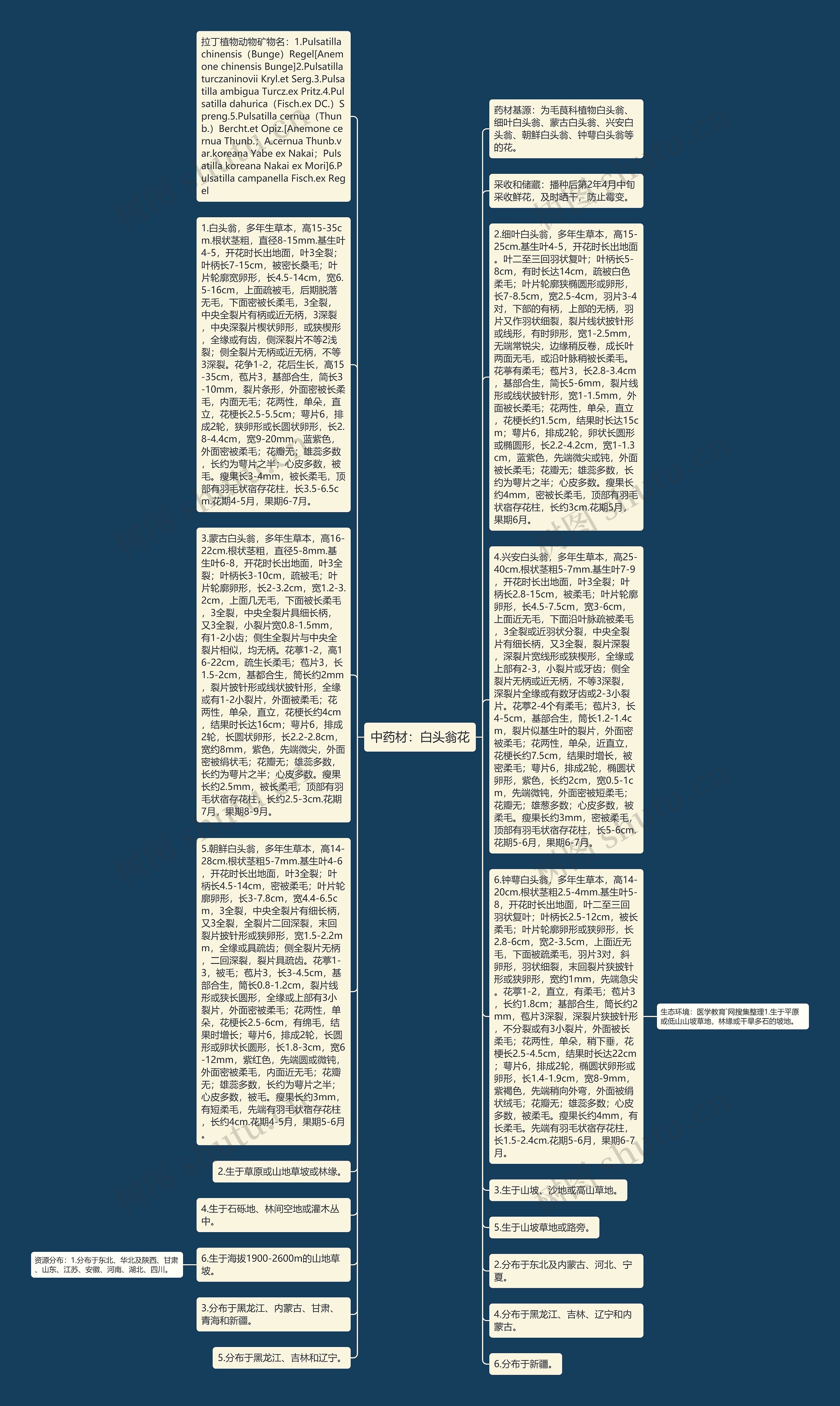 中药材：白头翁花思维导图