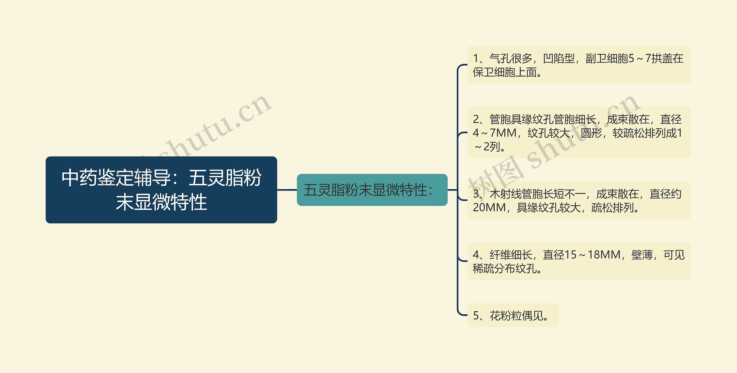 中药鉴定辅导：五灵脂粉末显微特性思维导图