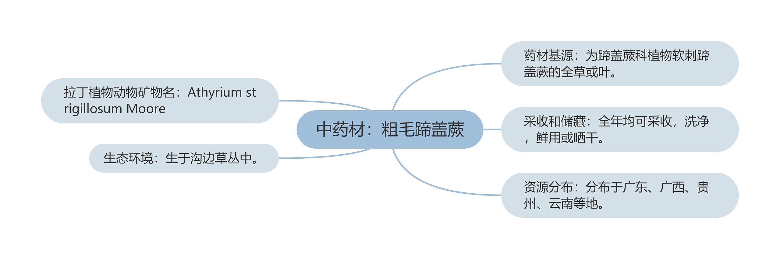 中药材：粗毛蹄盖蕨思维导图