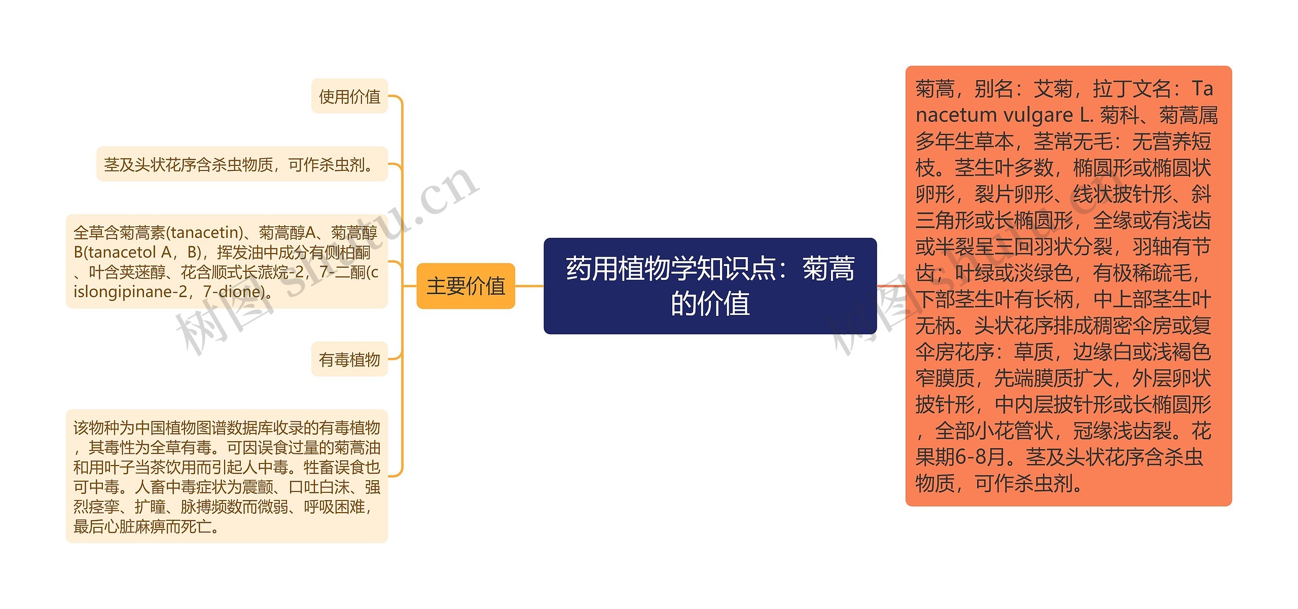 药用植物学知识点:菊蒿的价值 药用植物学知识点:菊蒿的价值
