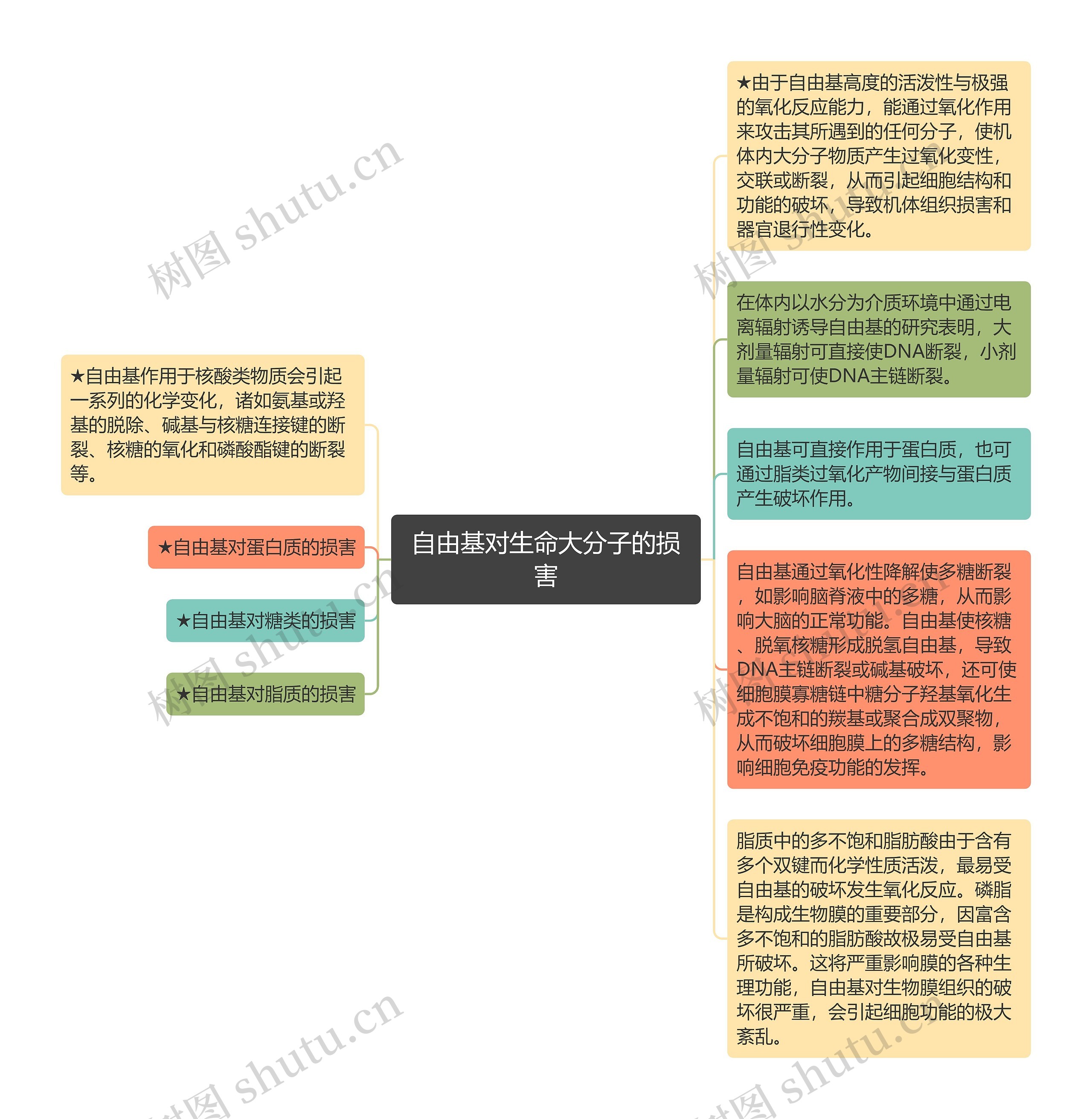 自由基对生命大分子的损害思维导图