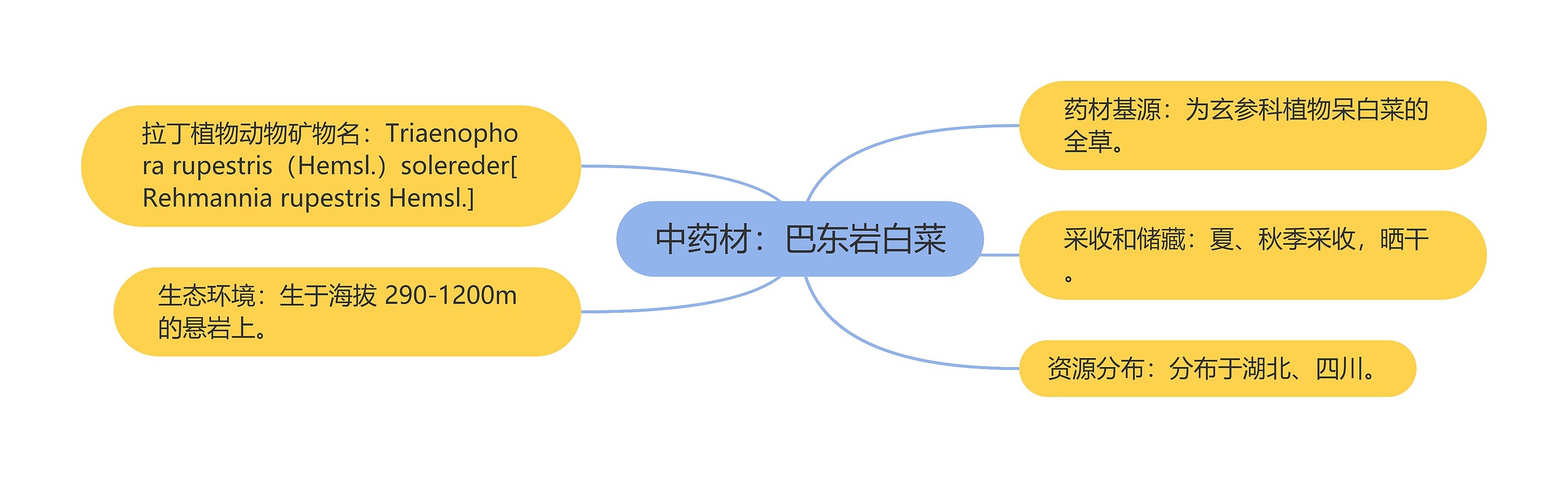 中药材：巴东岩白菜思维导图