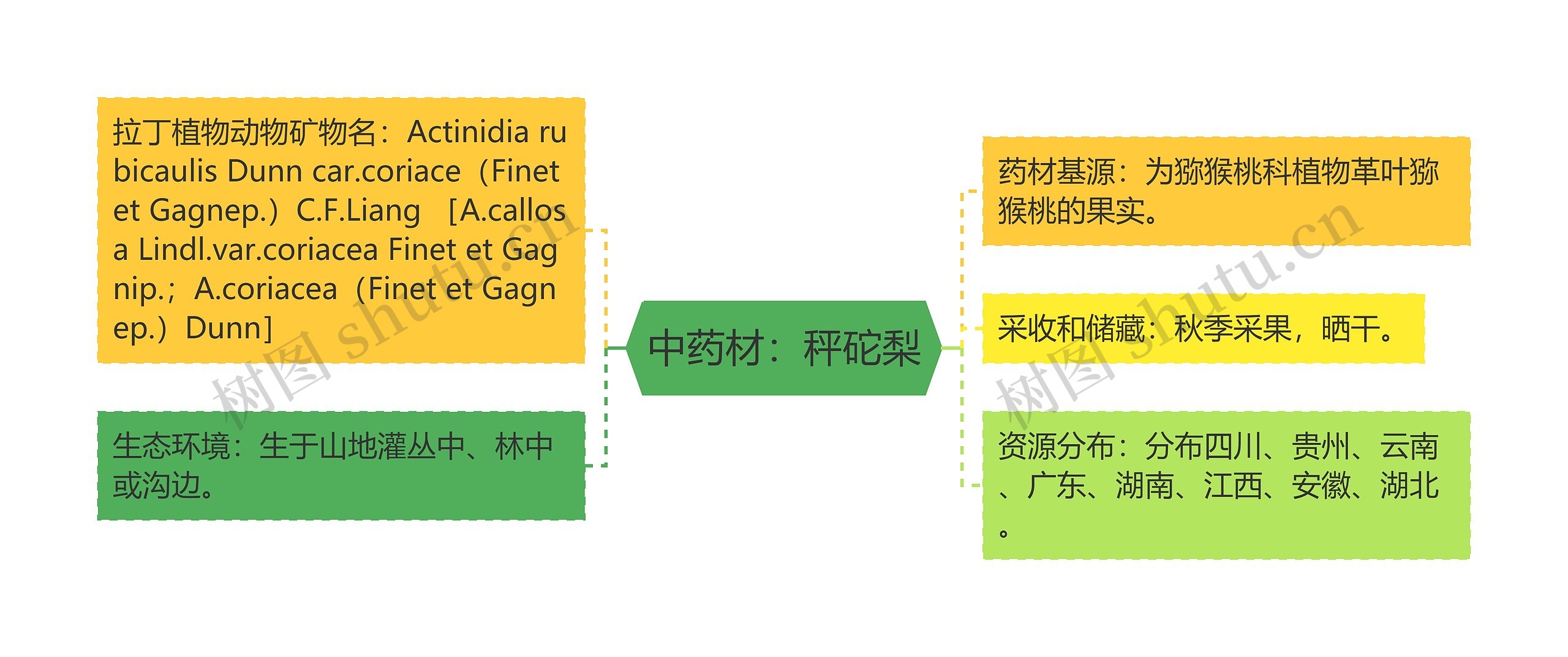 中药材：秤砣梨