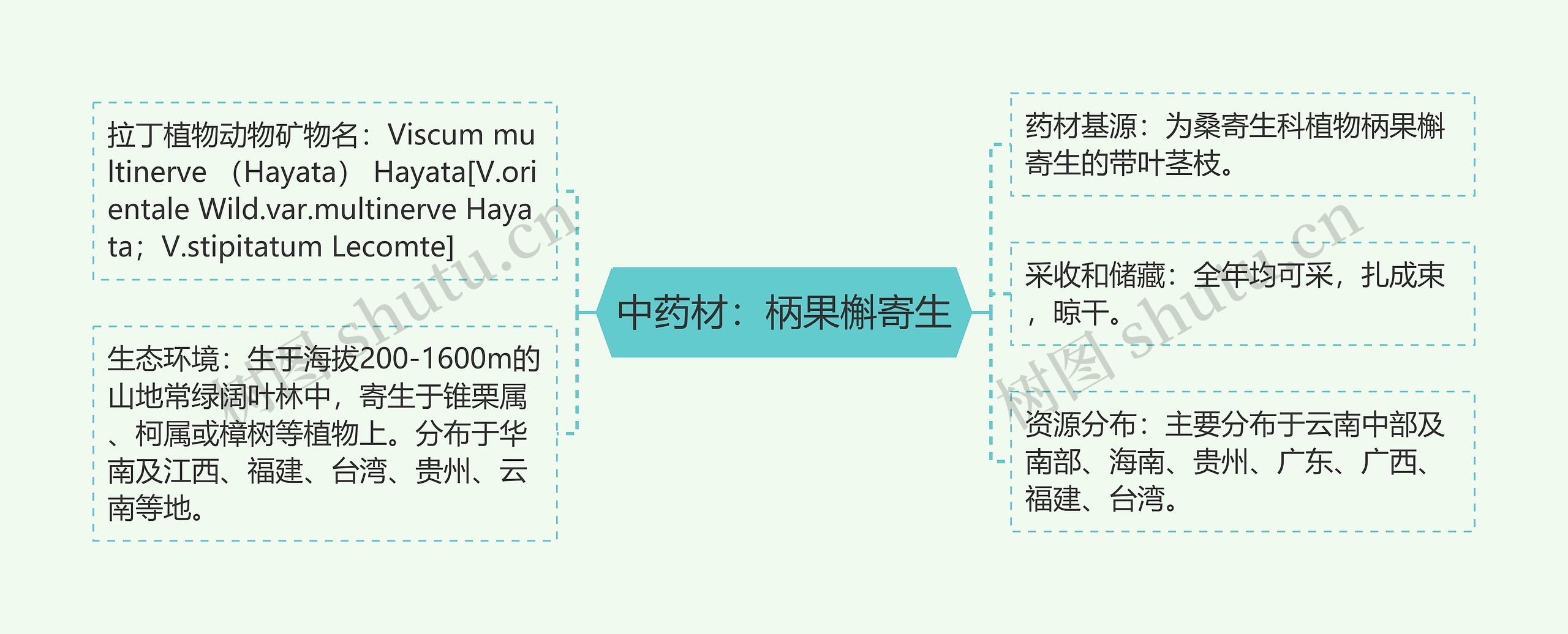 中药材：柄果槲寄生思维导图