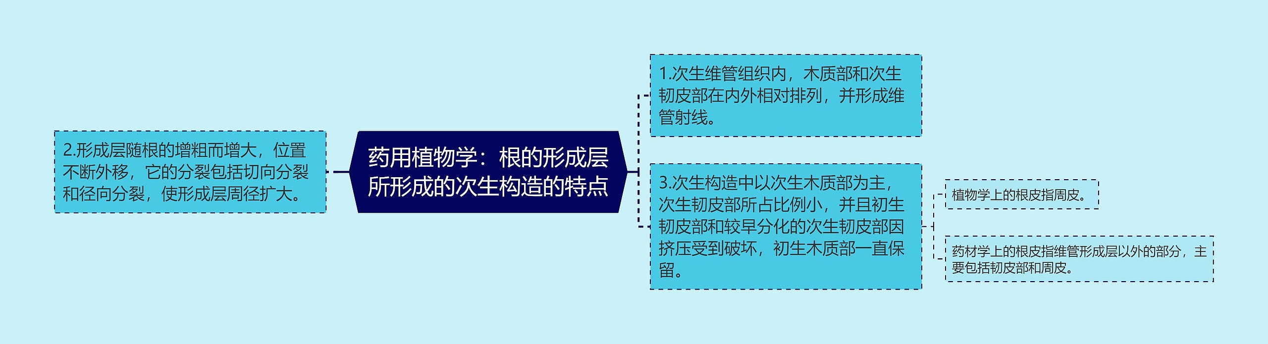 药用植物学：根的形成层所形成的次生构造的特点