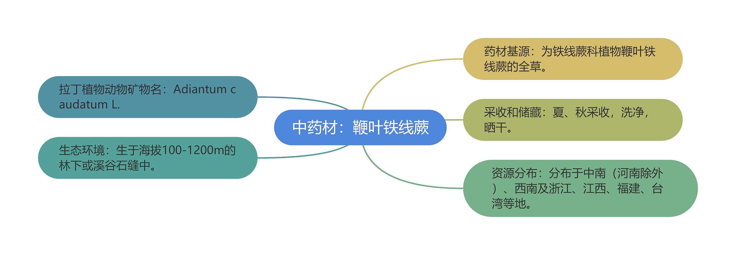 中药材：鞭叶铁线蕨思维导图