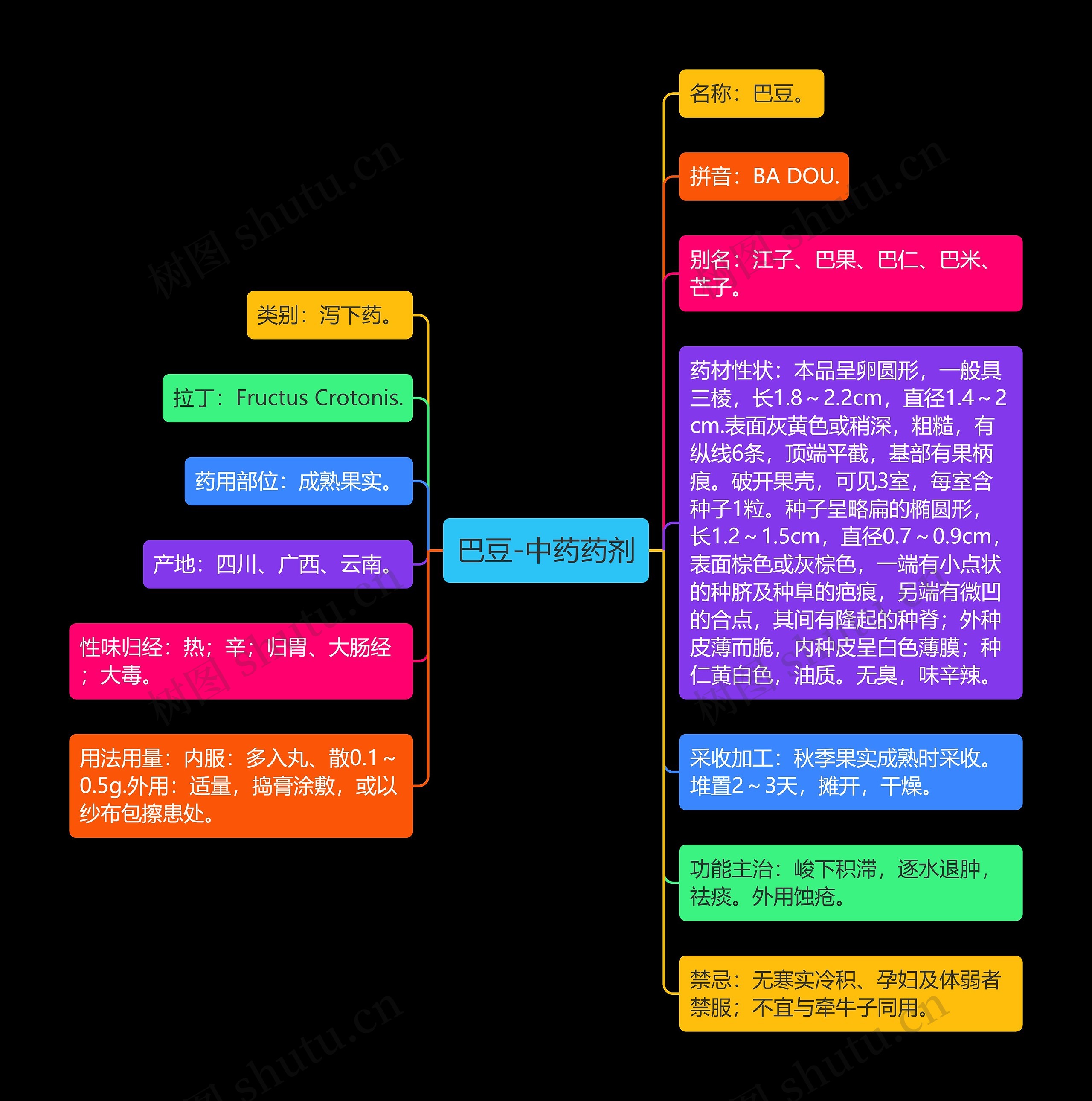 巴豆-中药药剂 巴豆-中药药剂