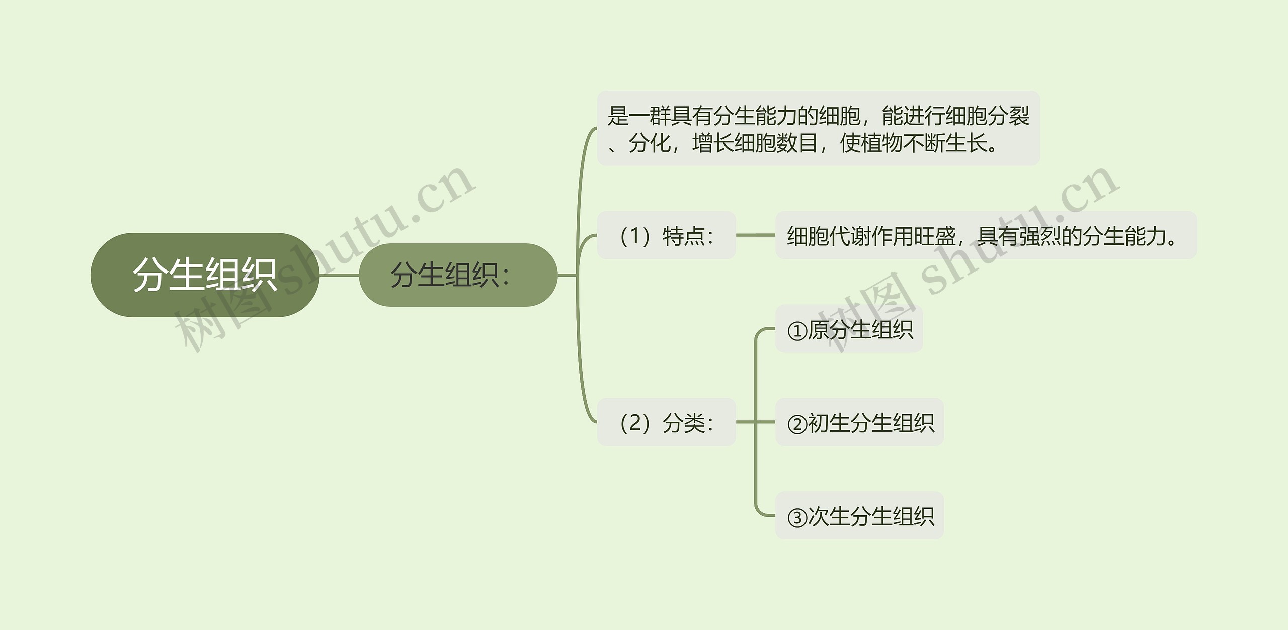 分生组织