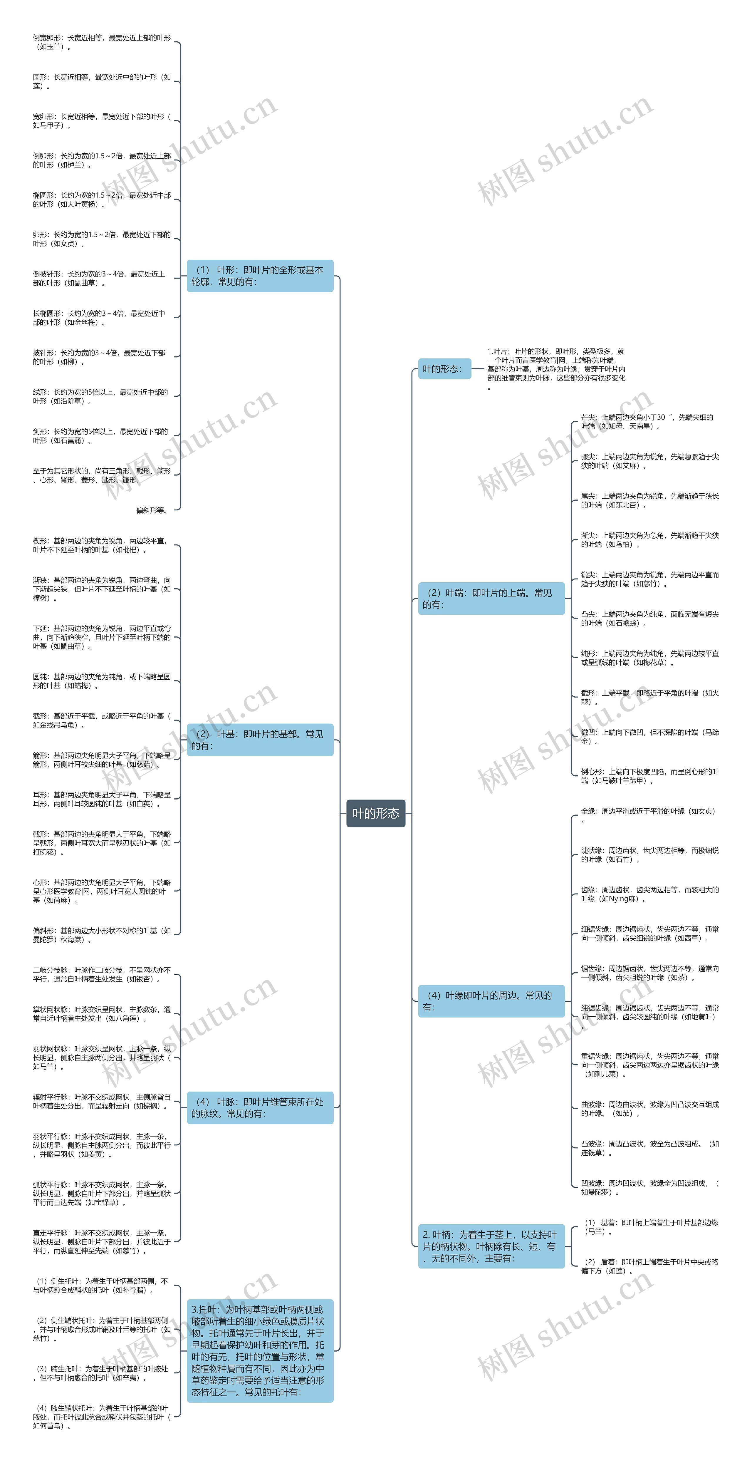 叶的形态 叶的形态