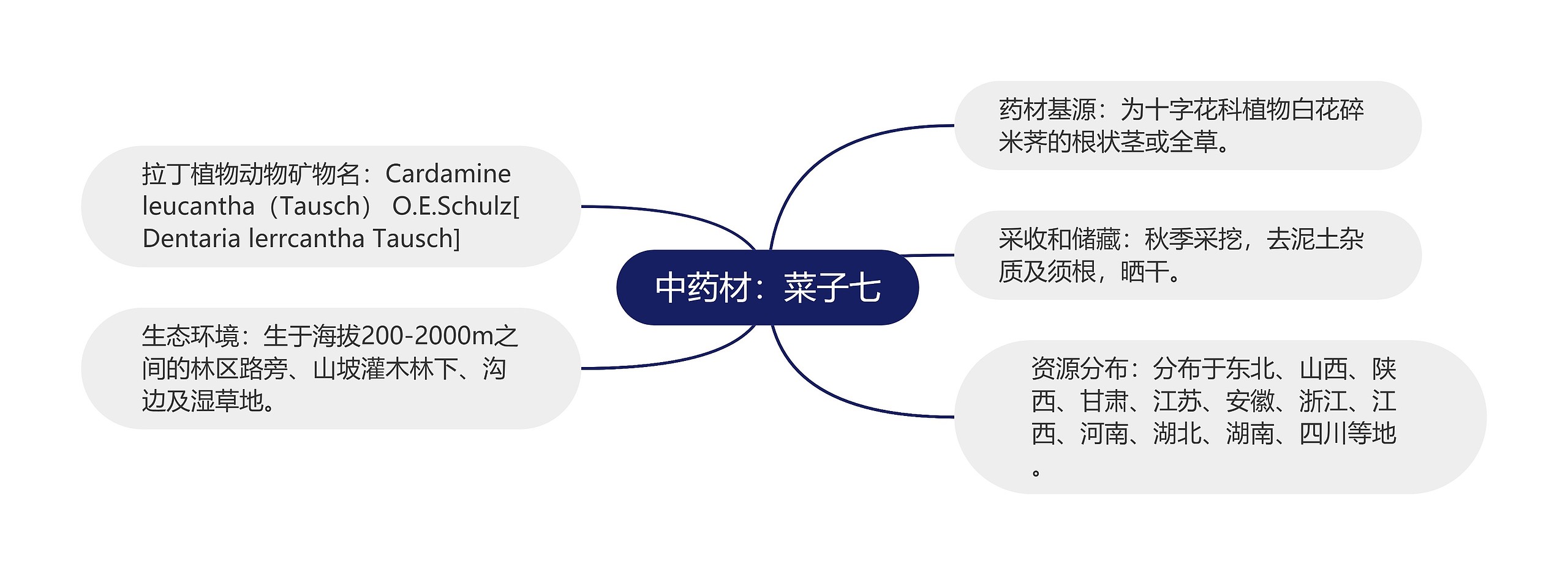 中药材:菜子七 中药材:菜子七