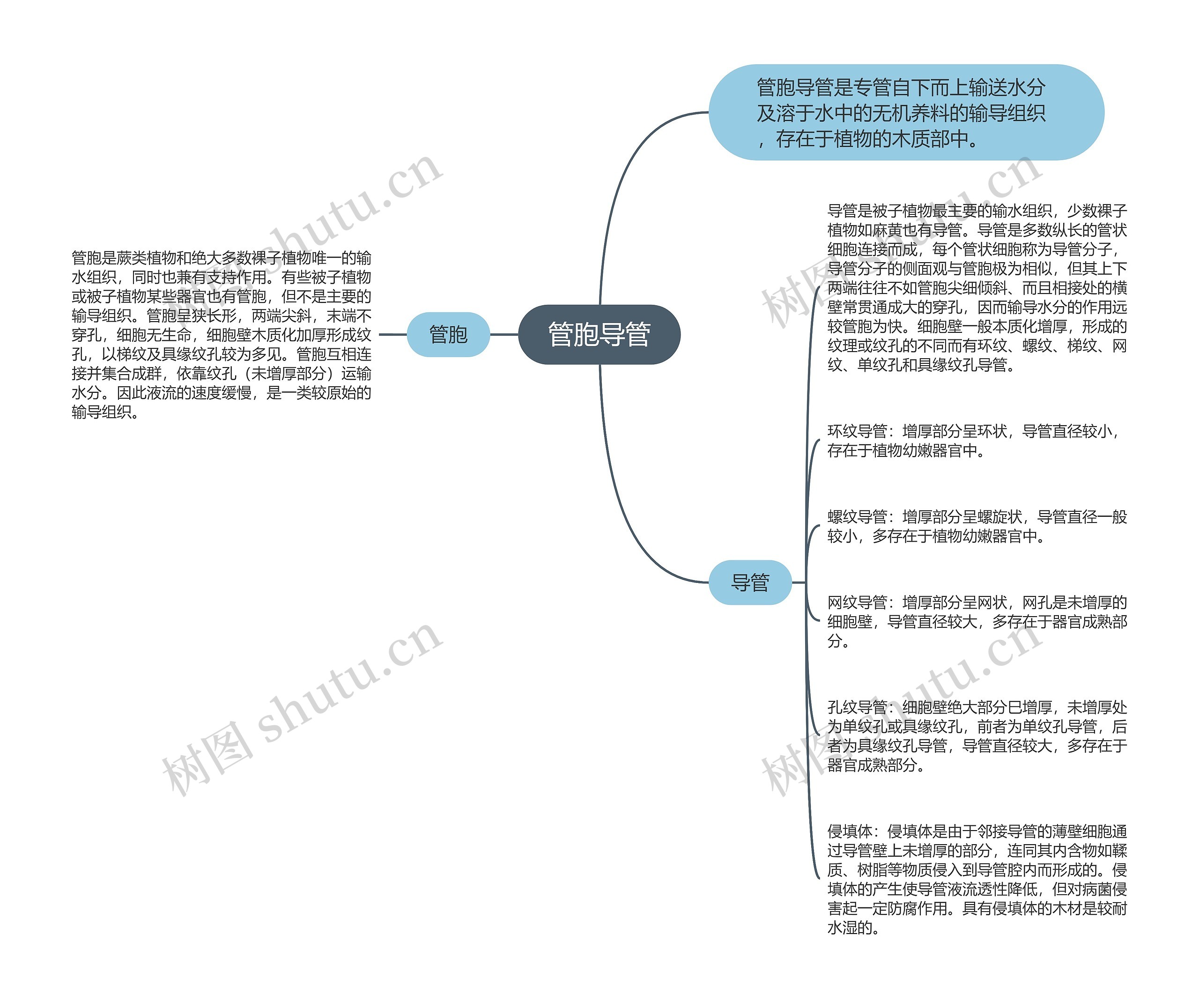 管胞导管思维导图