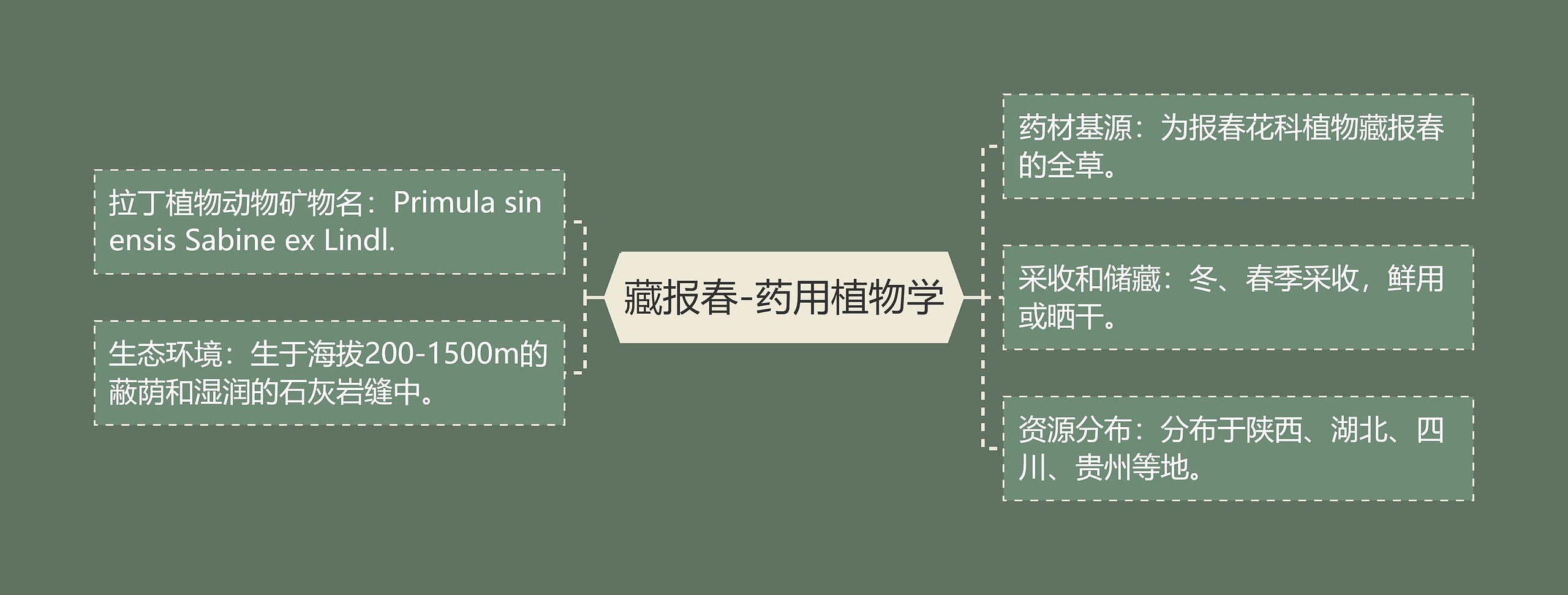 藏报春-药用植物学思维导图