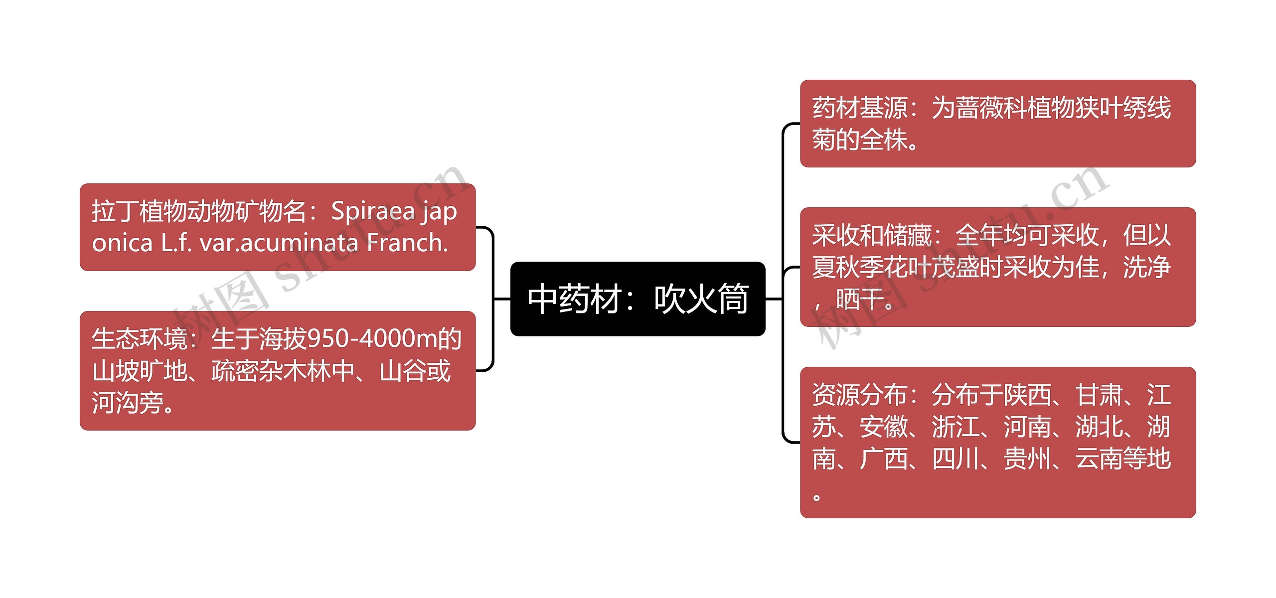 中药材：吹火筒思维导图