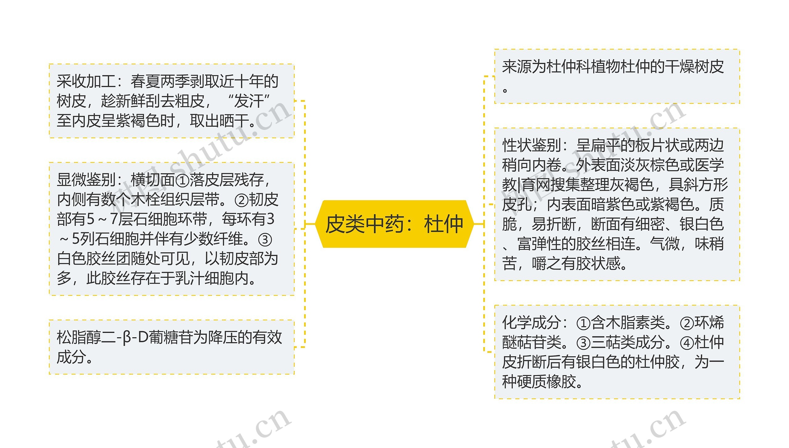 皮类中药：杜仲