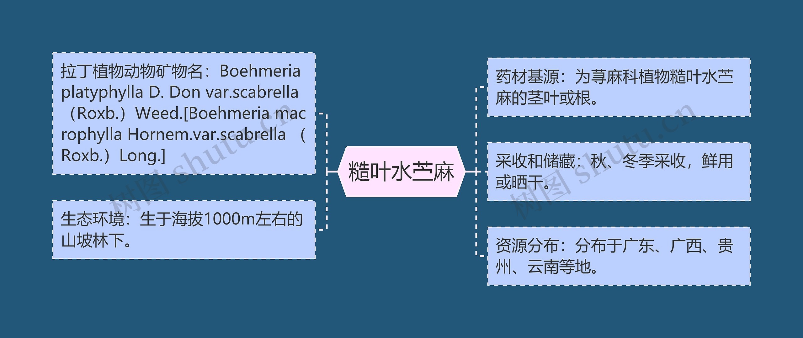 糙叶水苎麻思维导图