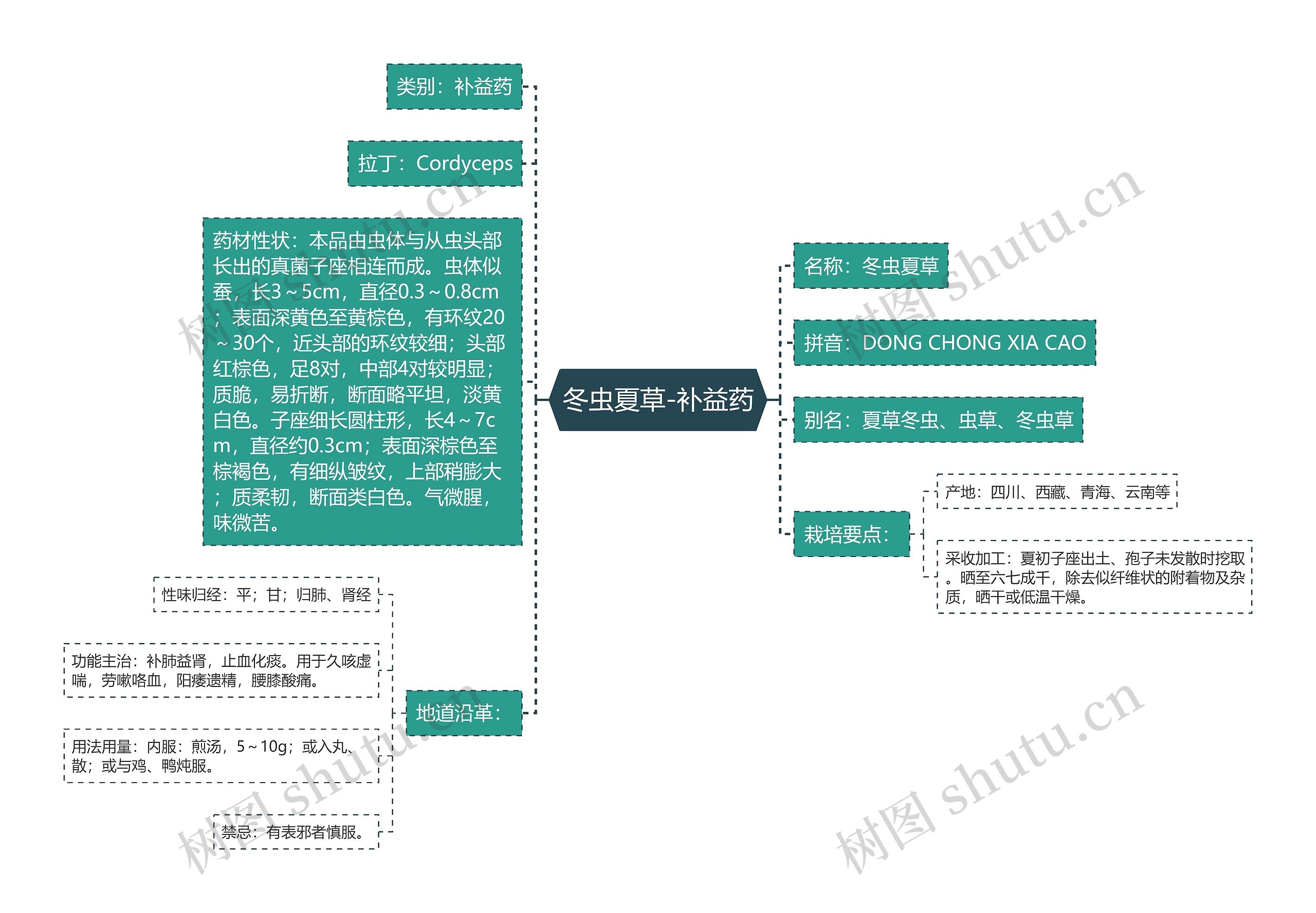 冬虫夏草-补益药思维导图