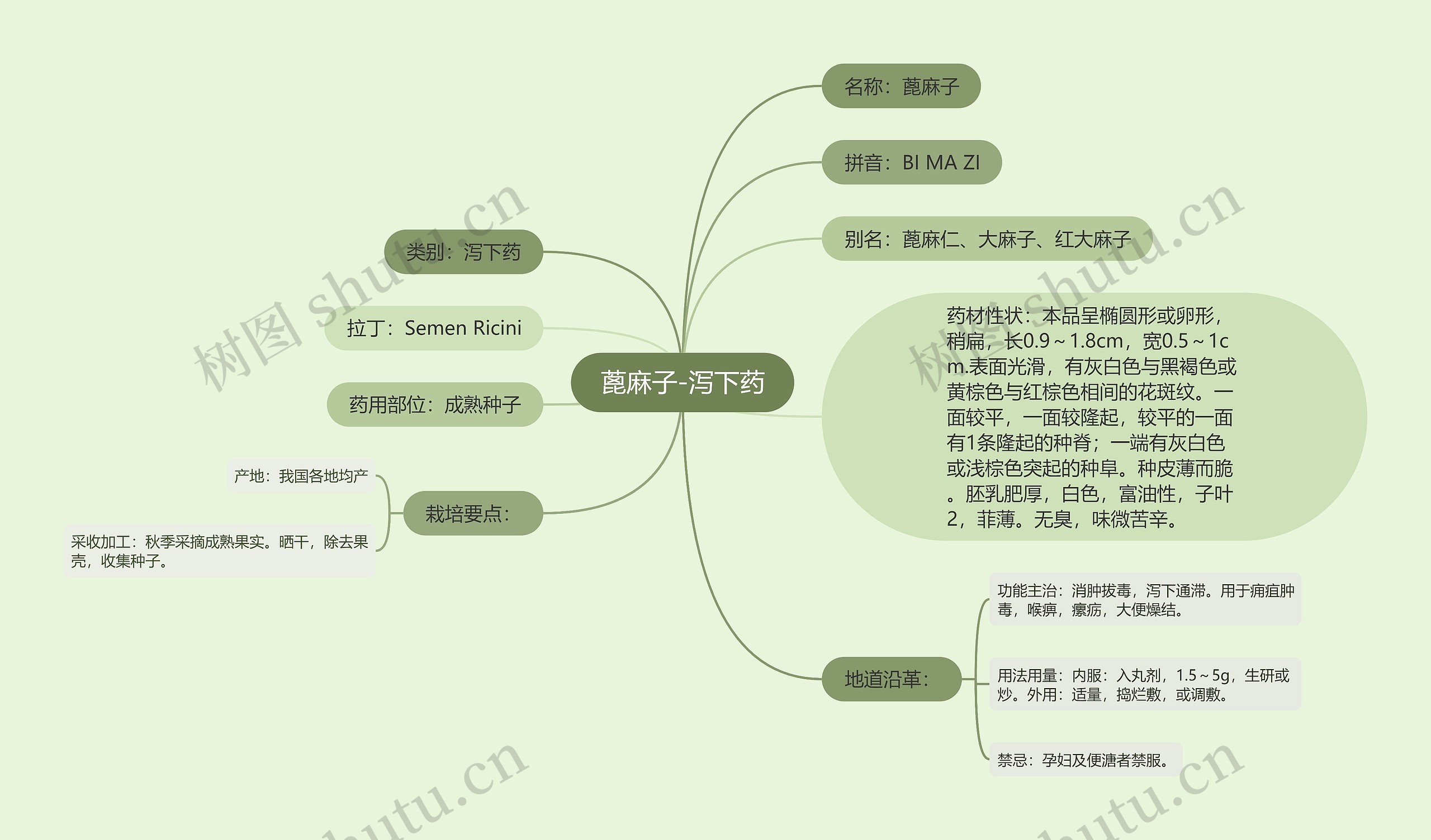 蓖麻子-泻下药思维导图