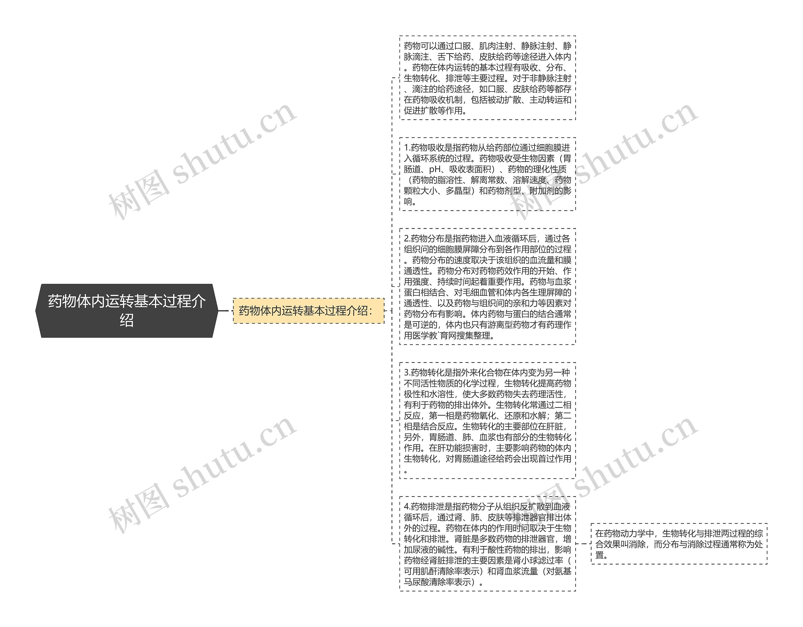 药物体内运转基本过程介绍思维导图