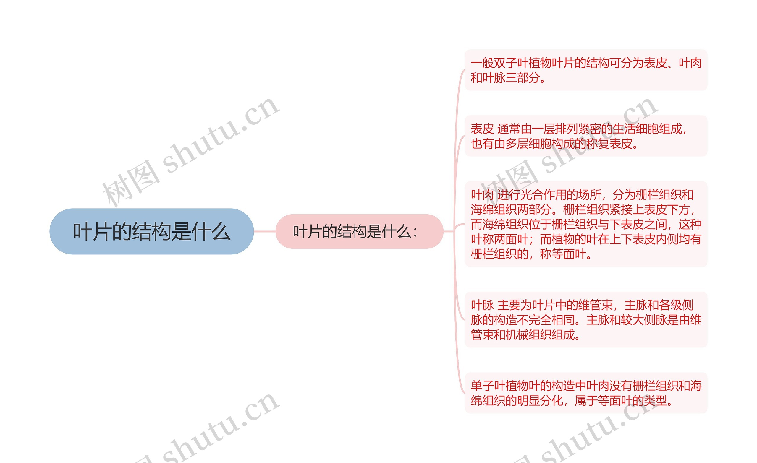 叶片的结构是什么思维导图