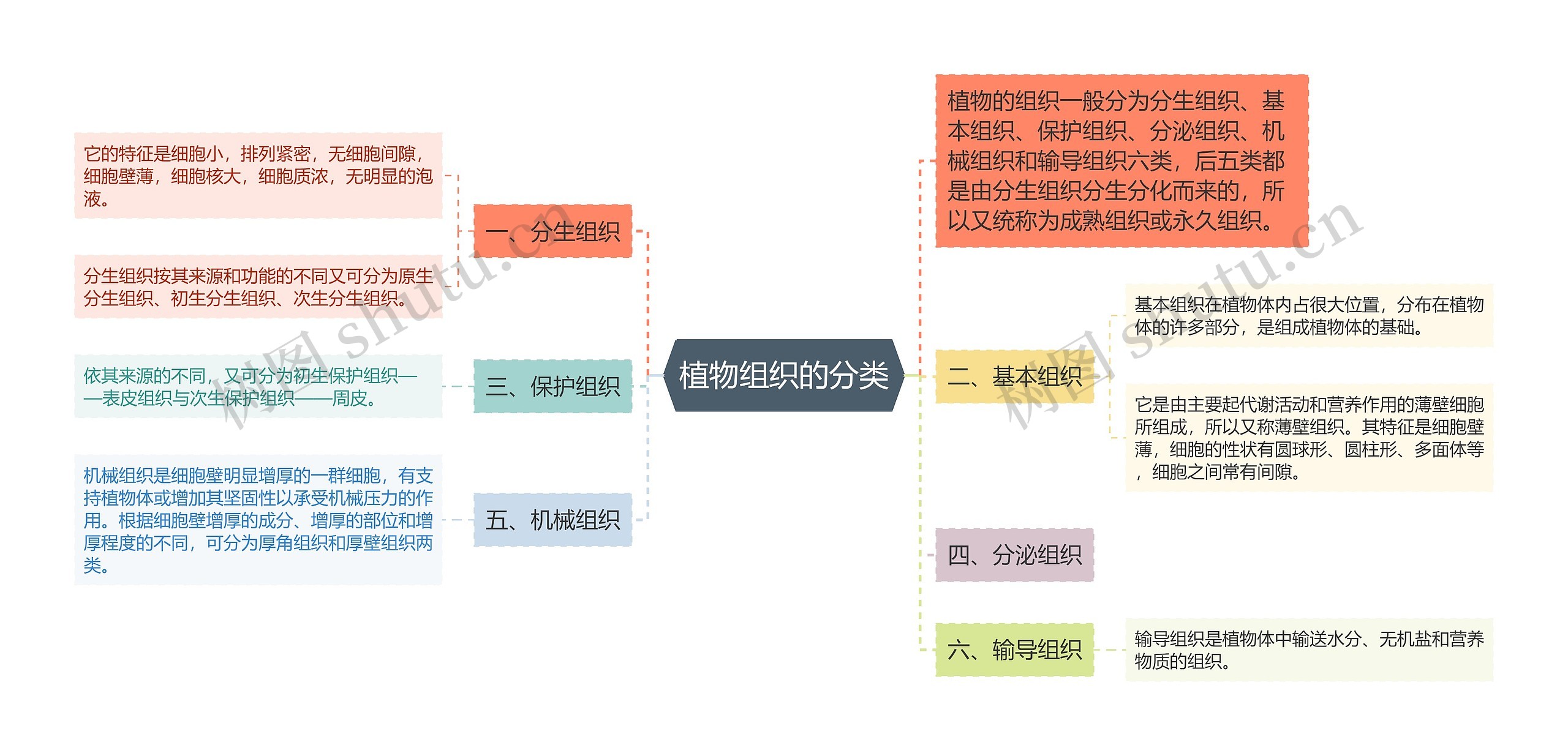 植物组织的分类 植物组织的分类