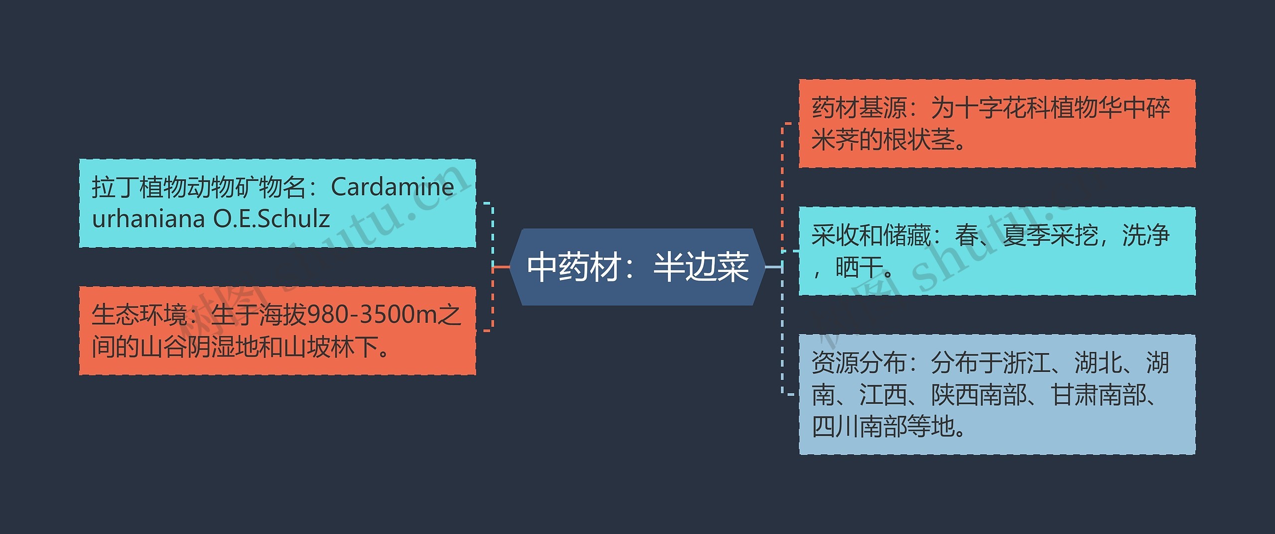 中药材：半边菜思维导图