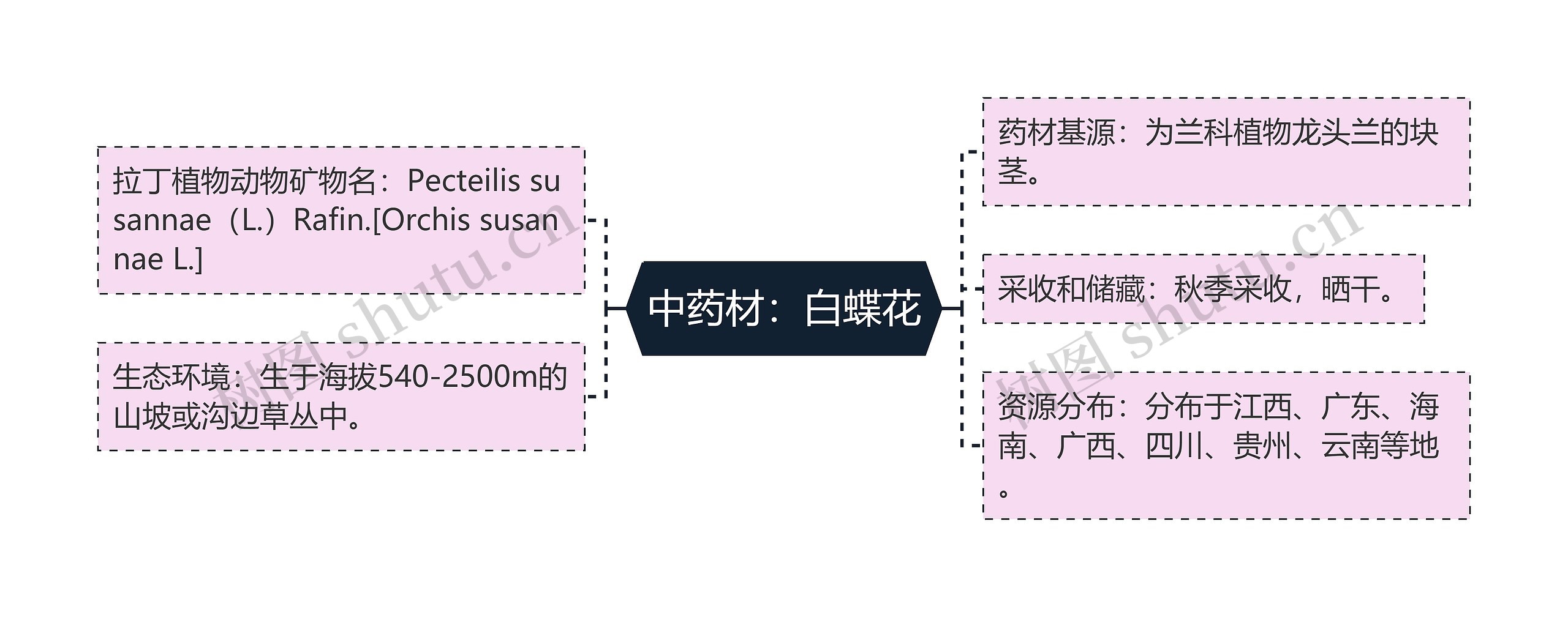 中药材：白蝶花