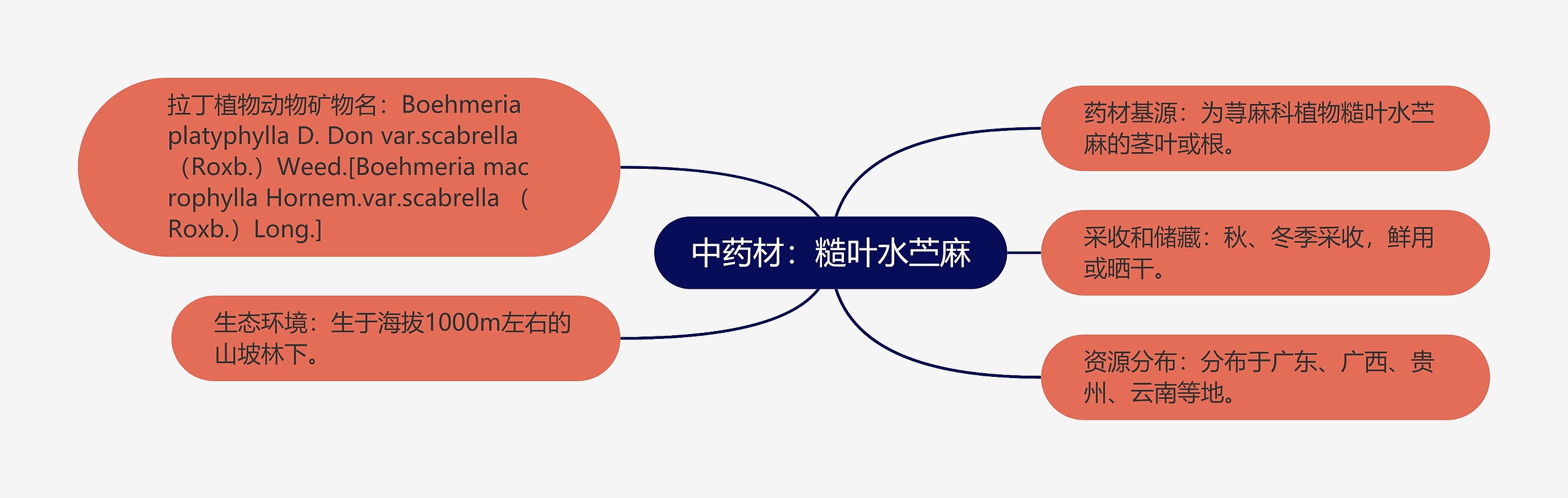 中药材：糙叶水苎麻思维导图