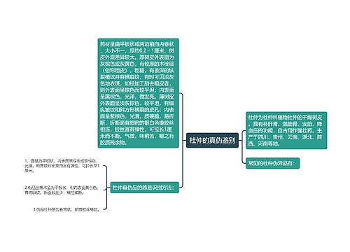 杜仲的真伪鉴别