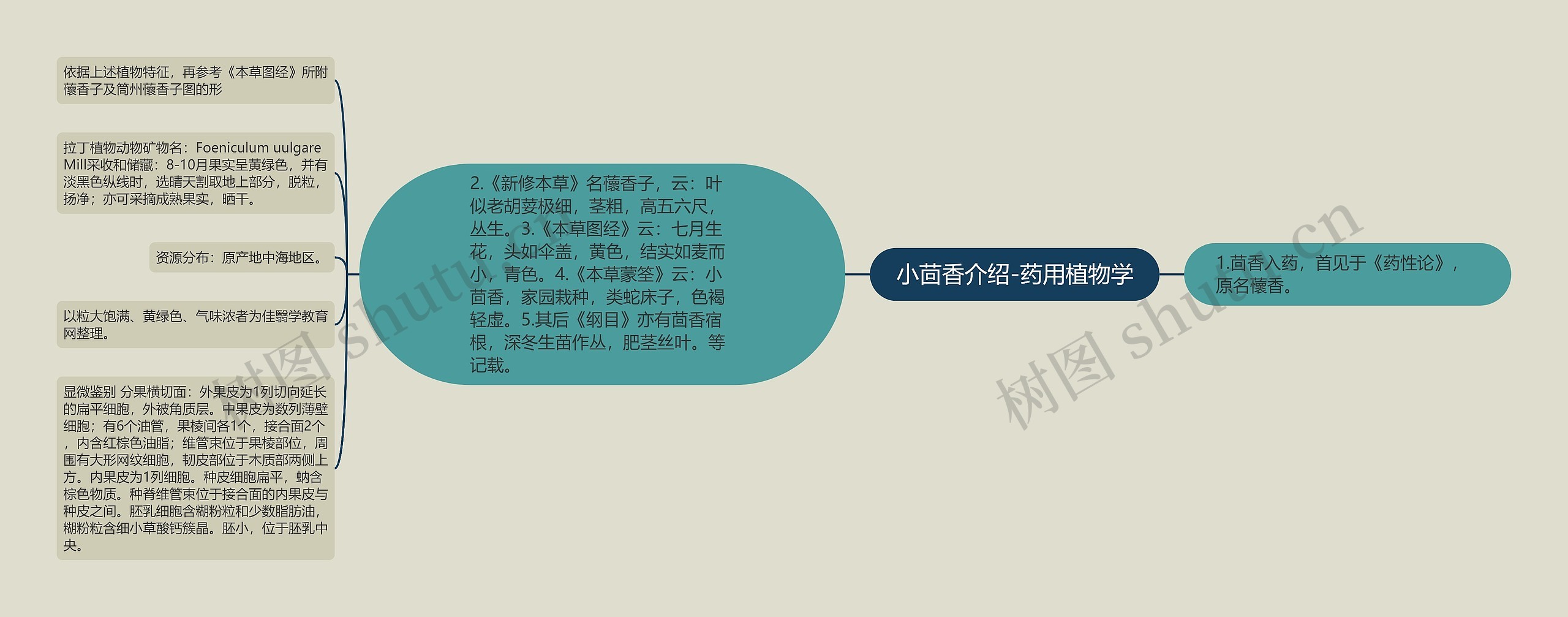 小茴香介绍-药用植物学 小茴香介绍-药用植物学