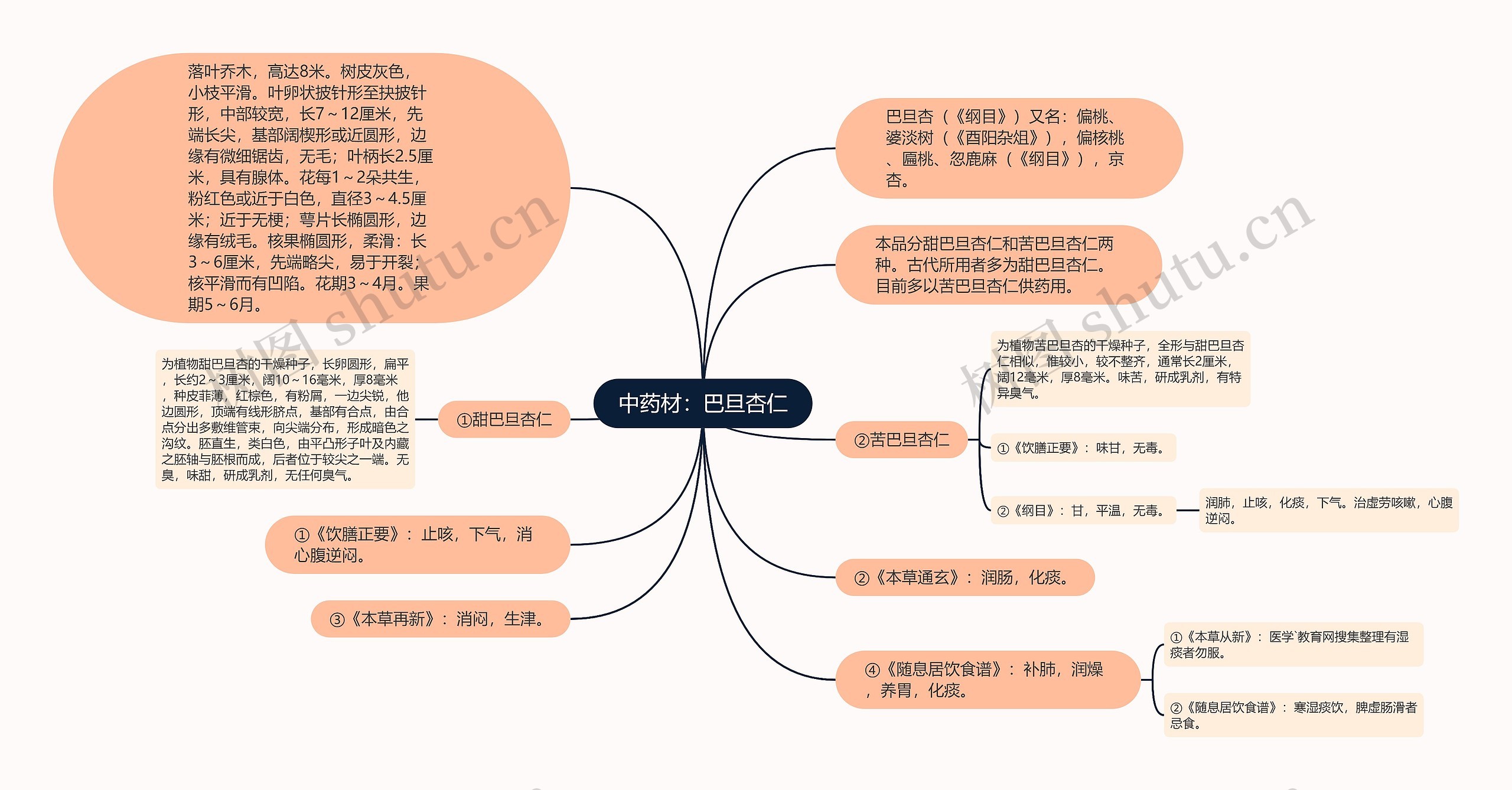 中药材：巴旦杏仁思维导图