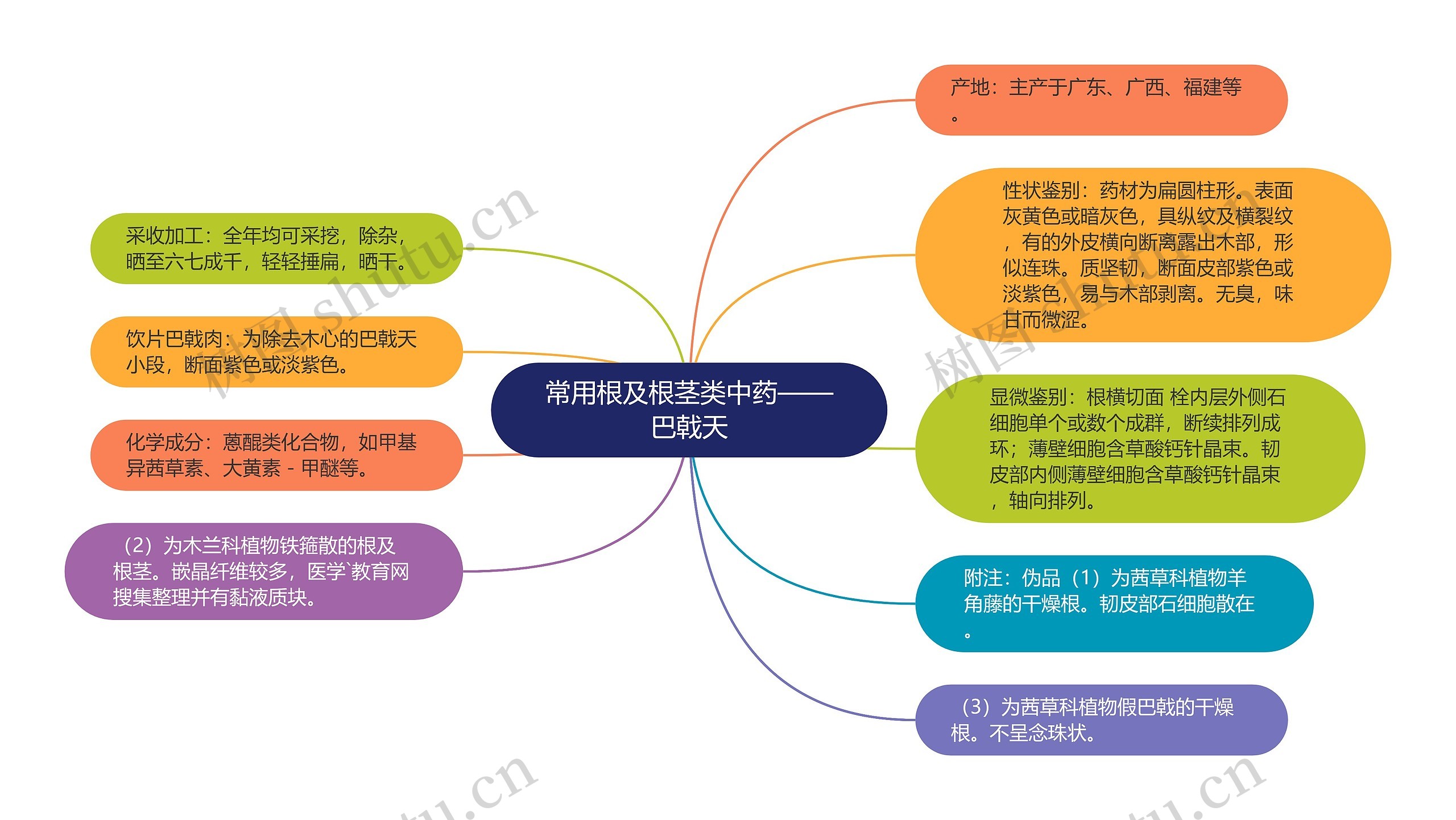 常用根及根茎类中药——巴戟天思维导图