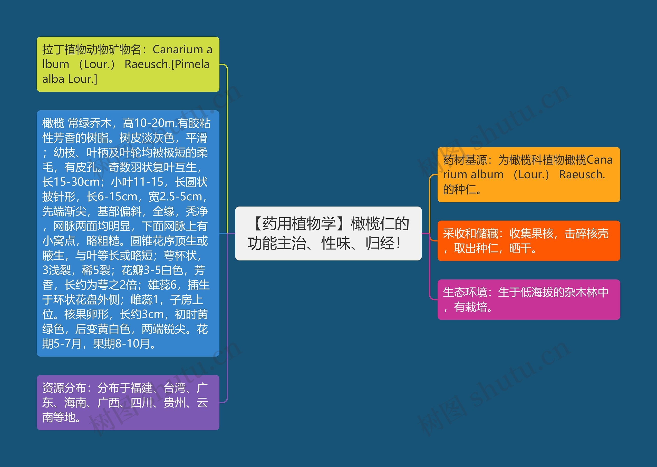 【药用植物学】橄榄仁的功能主治、性味、归经！