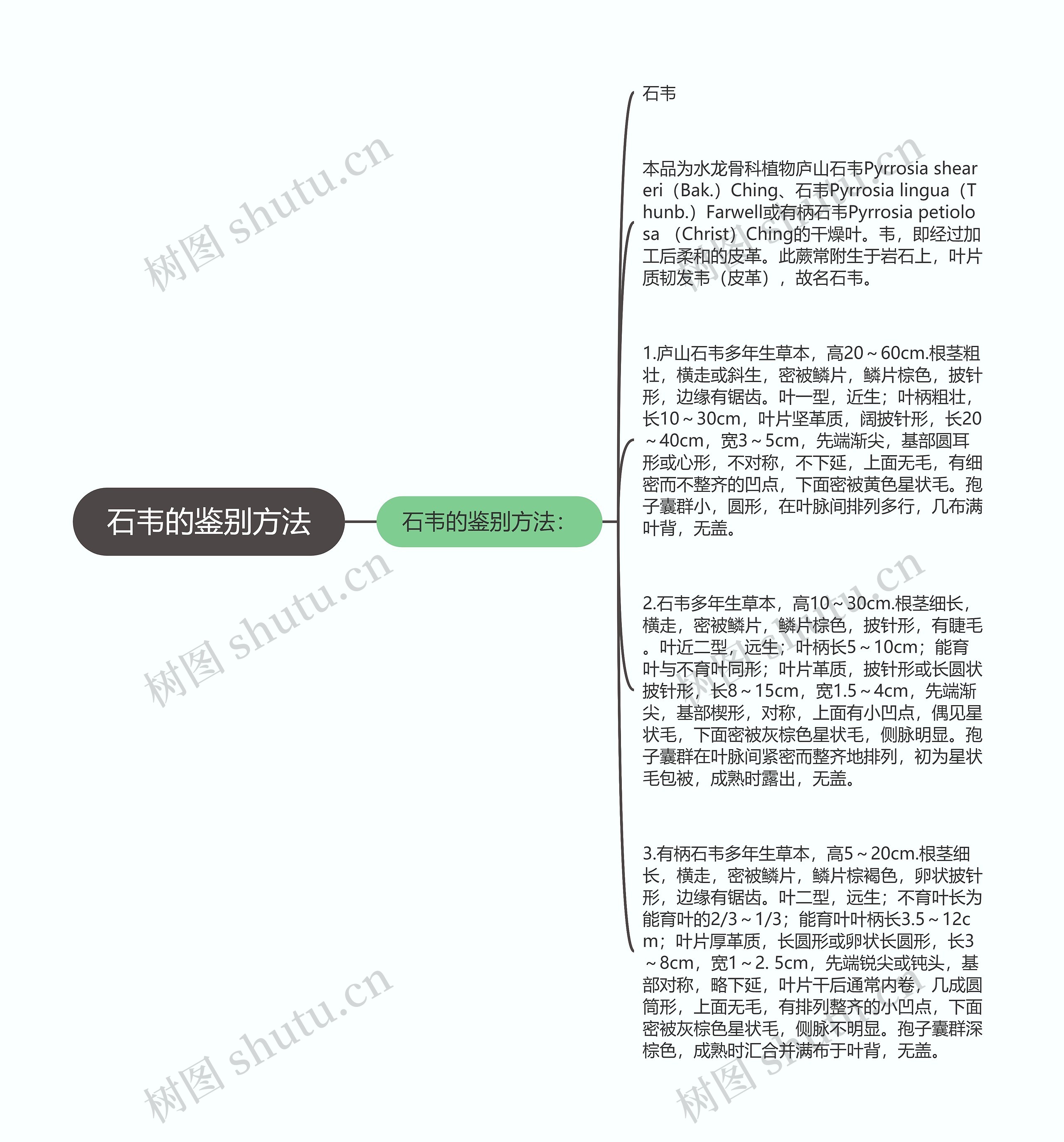 石韦的鉴别方法思维导图