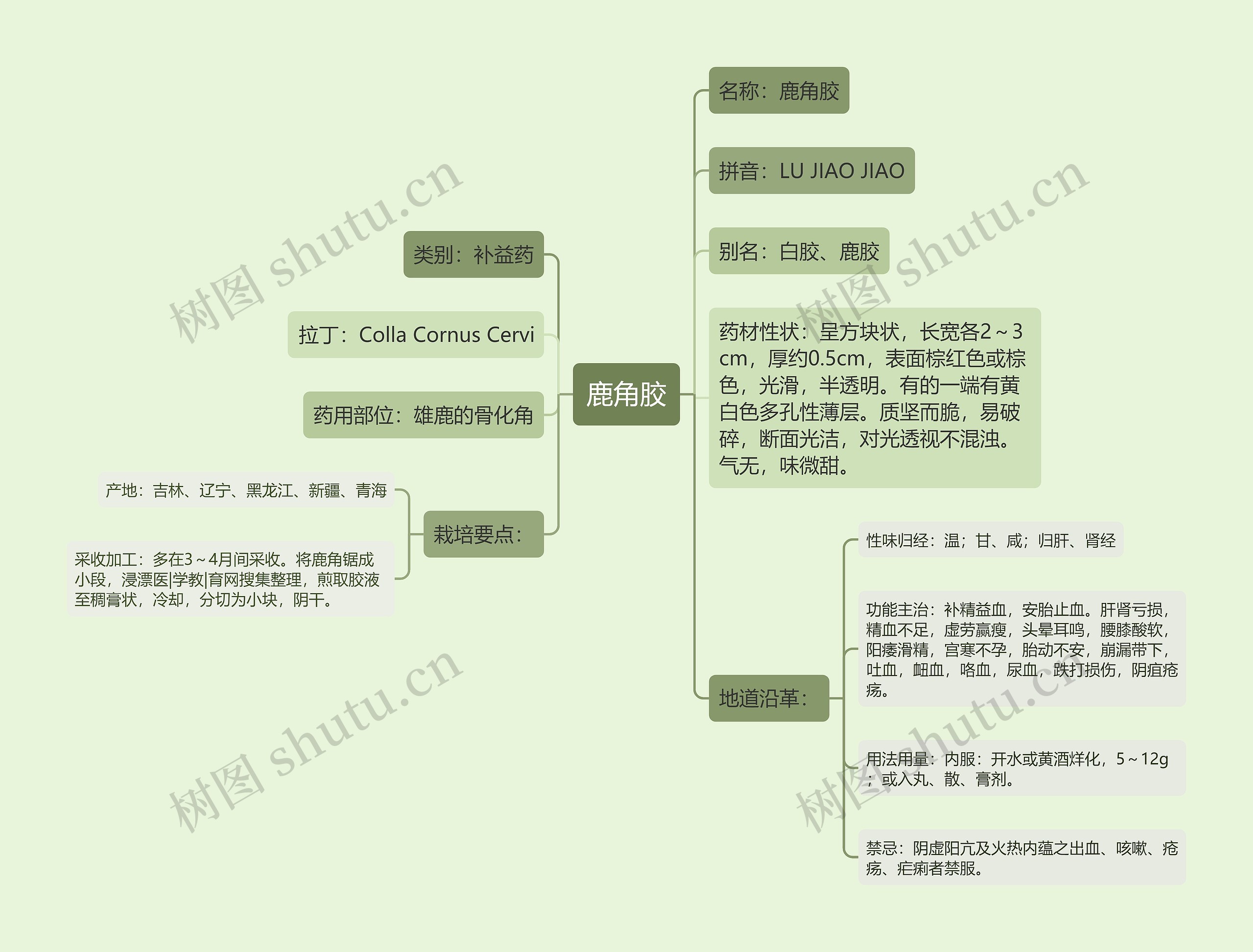 鹿角胶思维导图