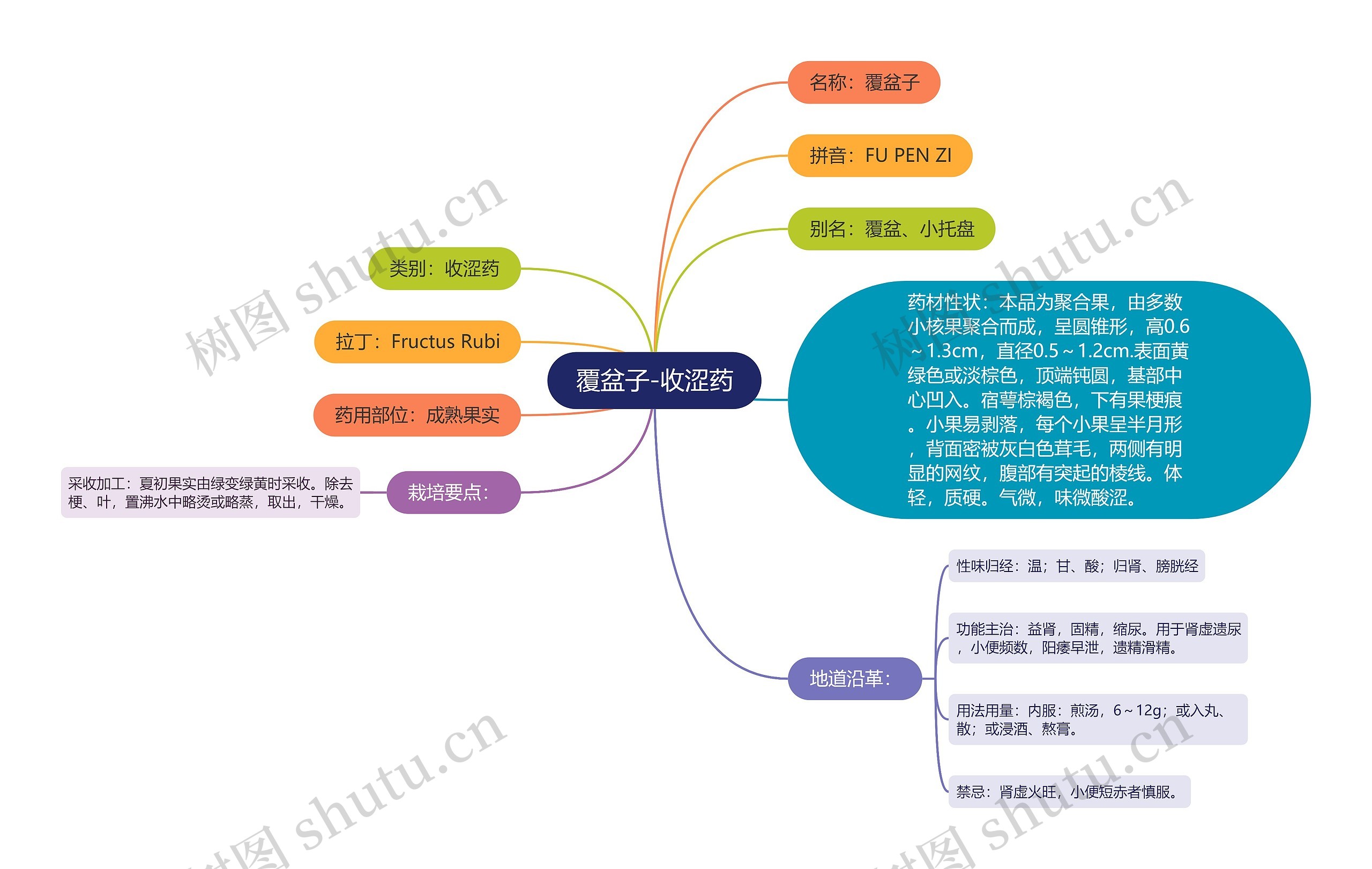 覆盆子-收涩药思维导图