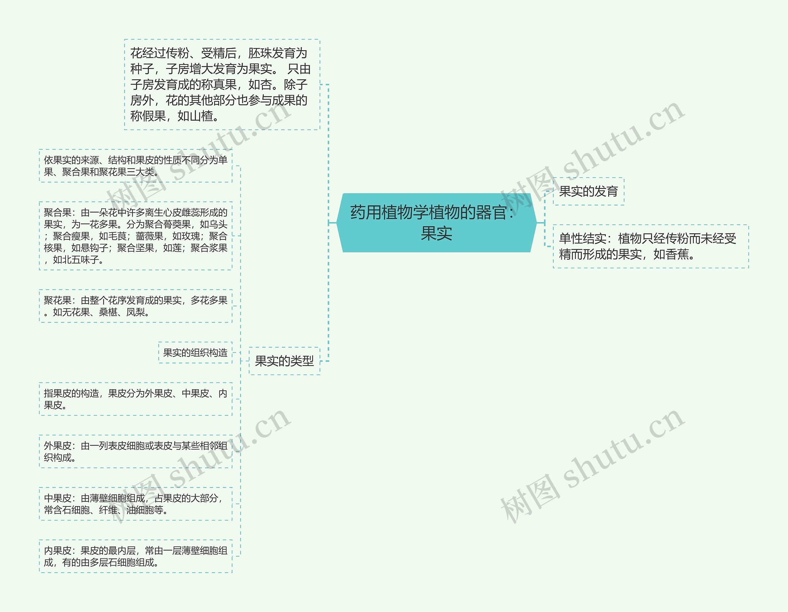 药用植物学植物的器官:果实 药用植物学植物的器官:果实