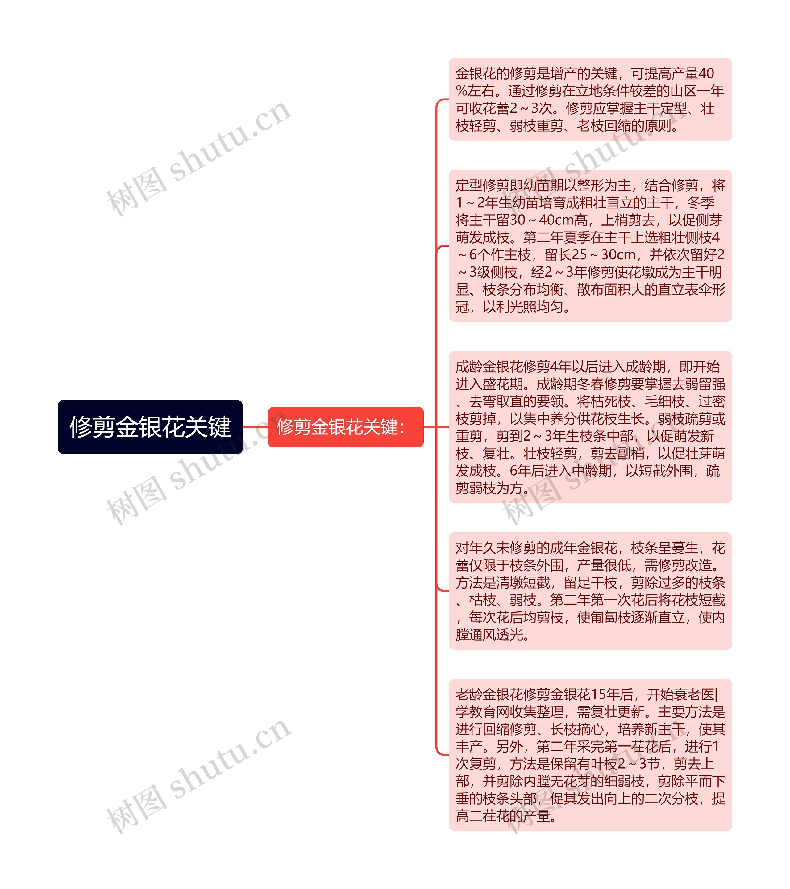 修剪金银花关键思维导图