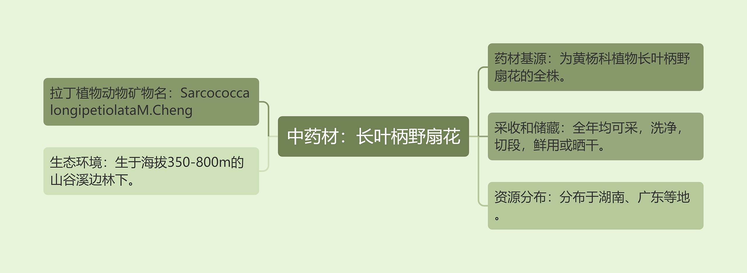 中药材：长叶柄野扇花