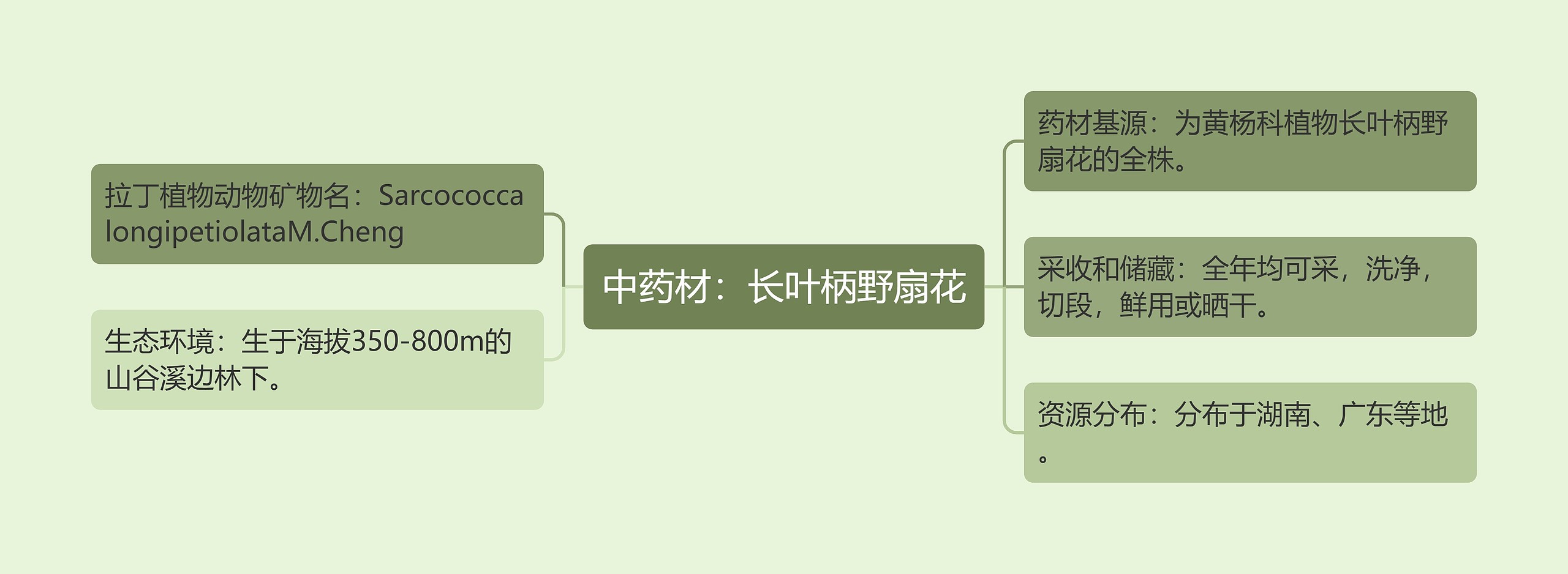 中药材：长叶柄野扇花思维导图