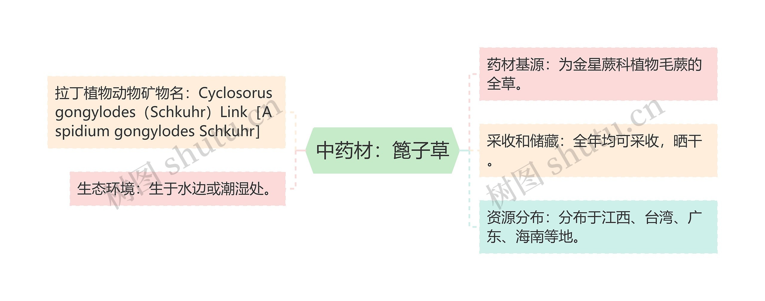 中药材:篦子草 中药材:篦子草